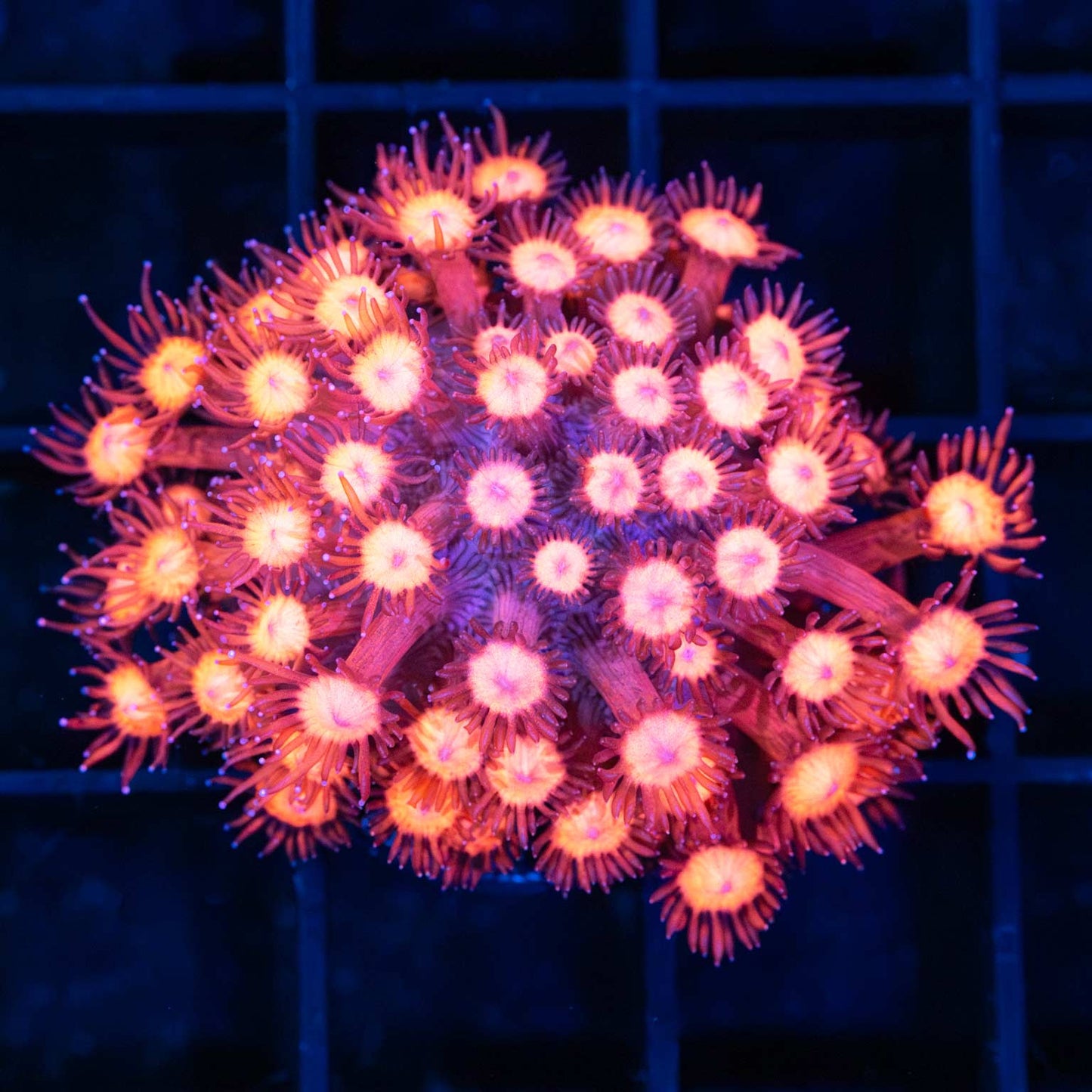 Large Frag Hot Pink Goniopora 2"