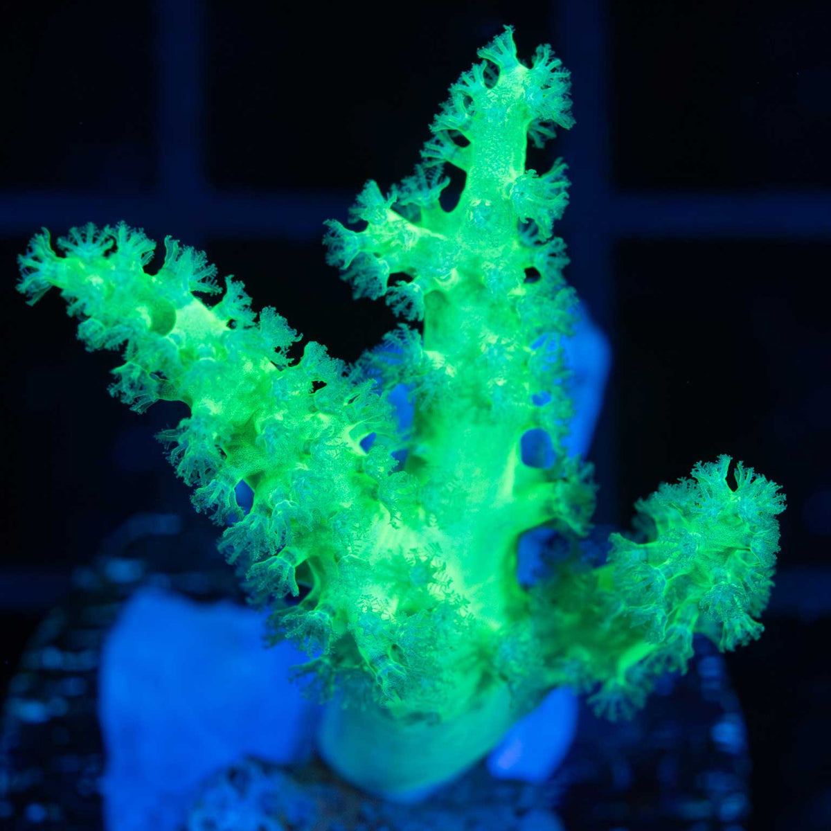 Palau Green Nepthea Frag
