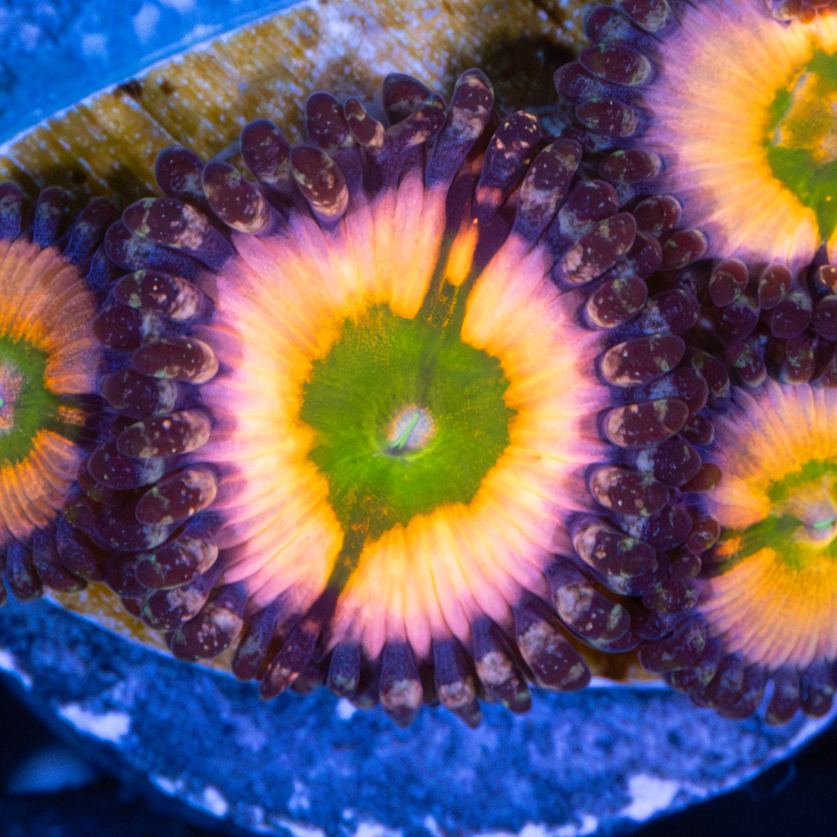 Perennial Dance Zoanthid White Light Photograph