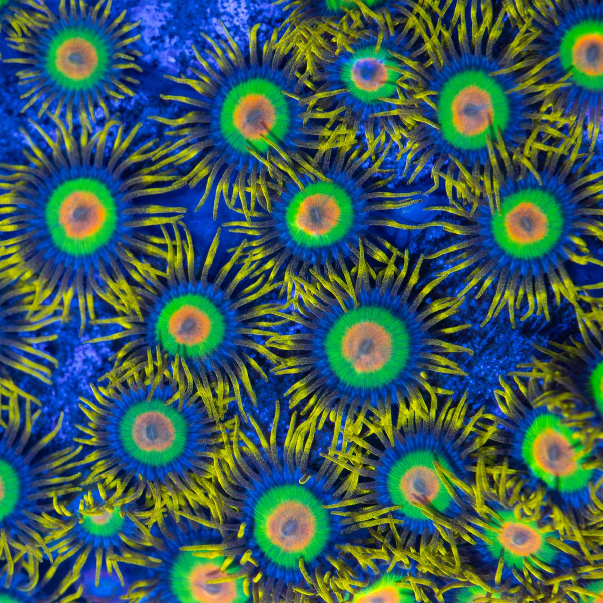 Rasta Zoa Colony