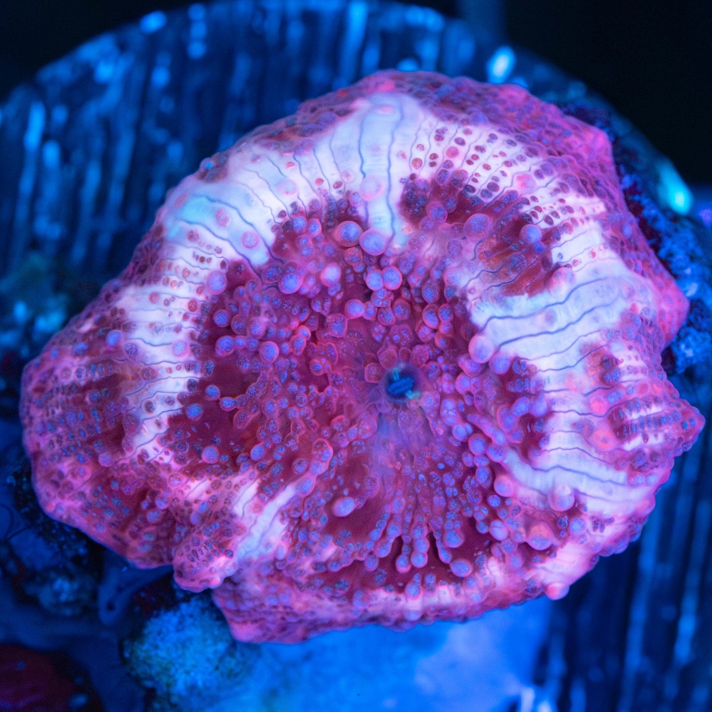 Red and Pink Mushroom Coral
