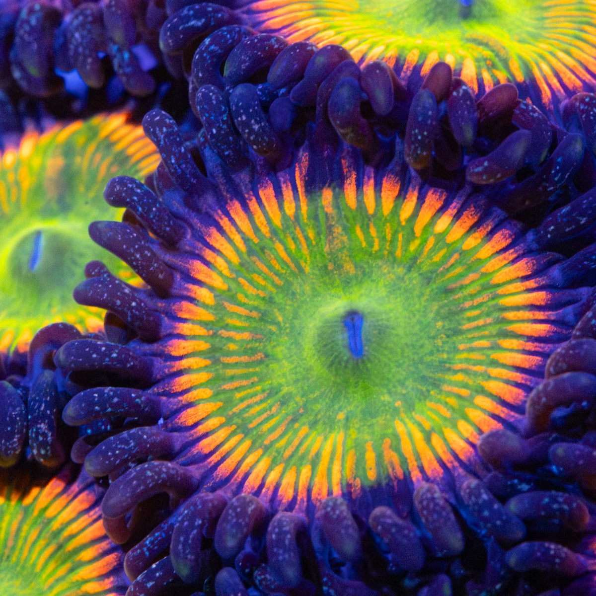 Sunny D Zoanthid Close up