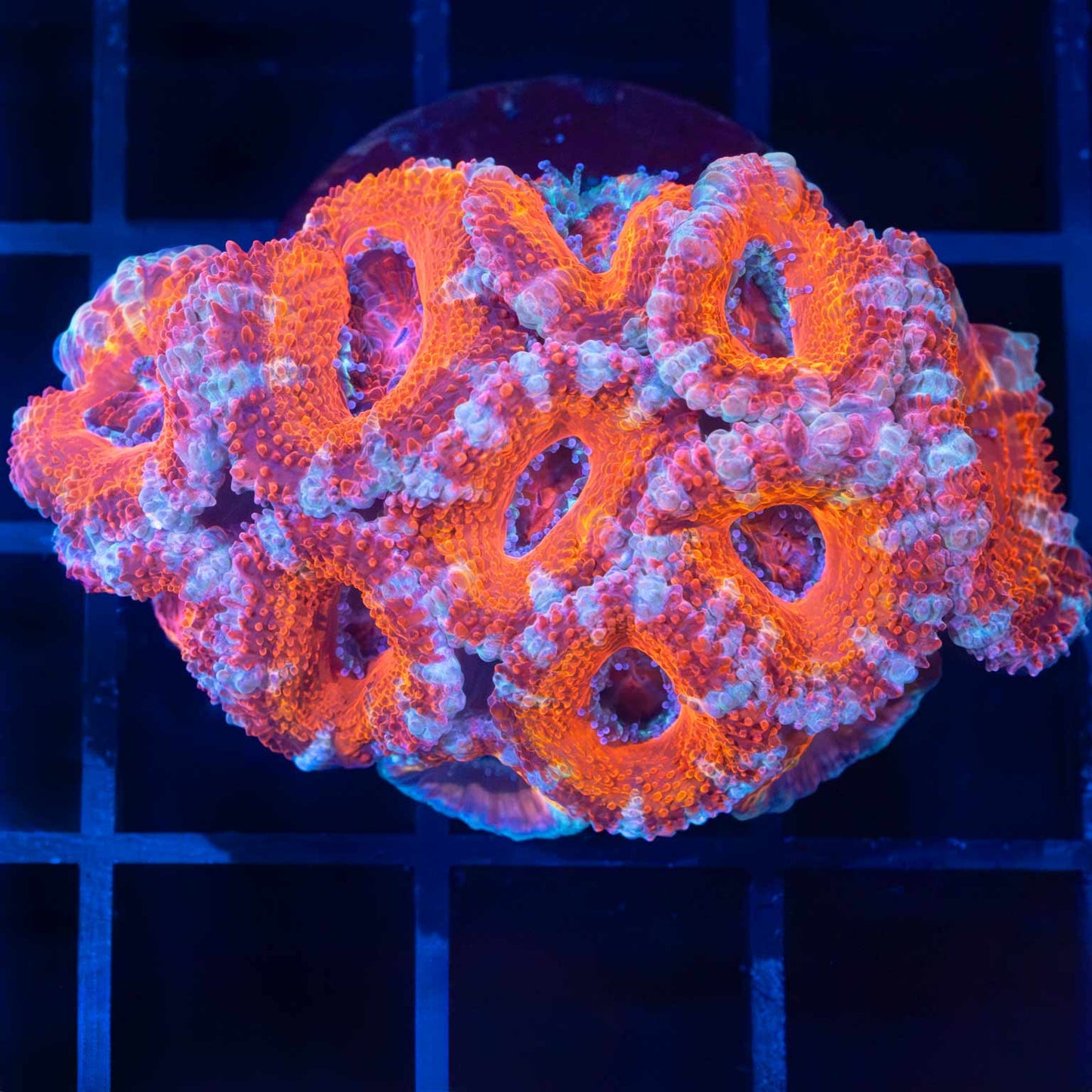 Red Pink Orange Blue Acan Mini Colony