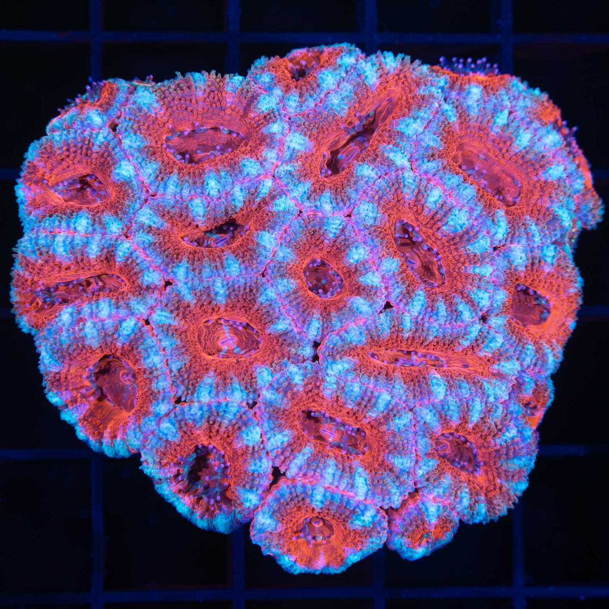 Acan Colony