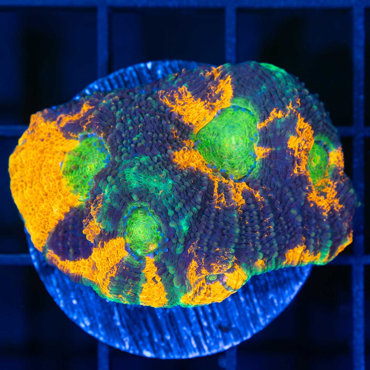 Large Acan Echinata Frag