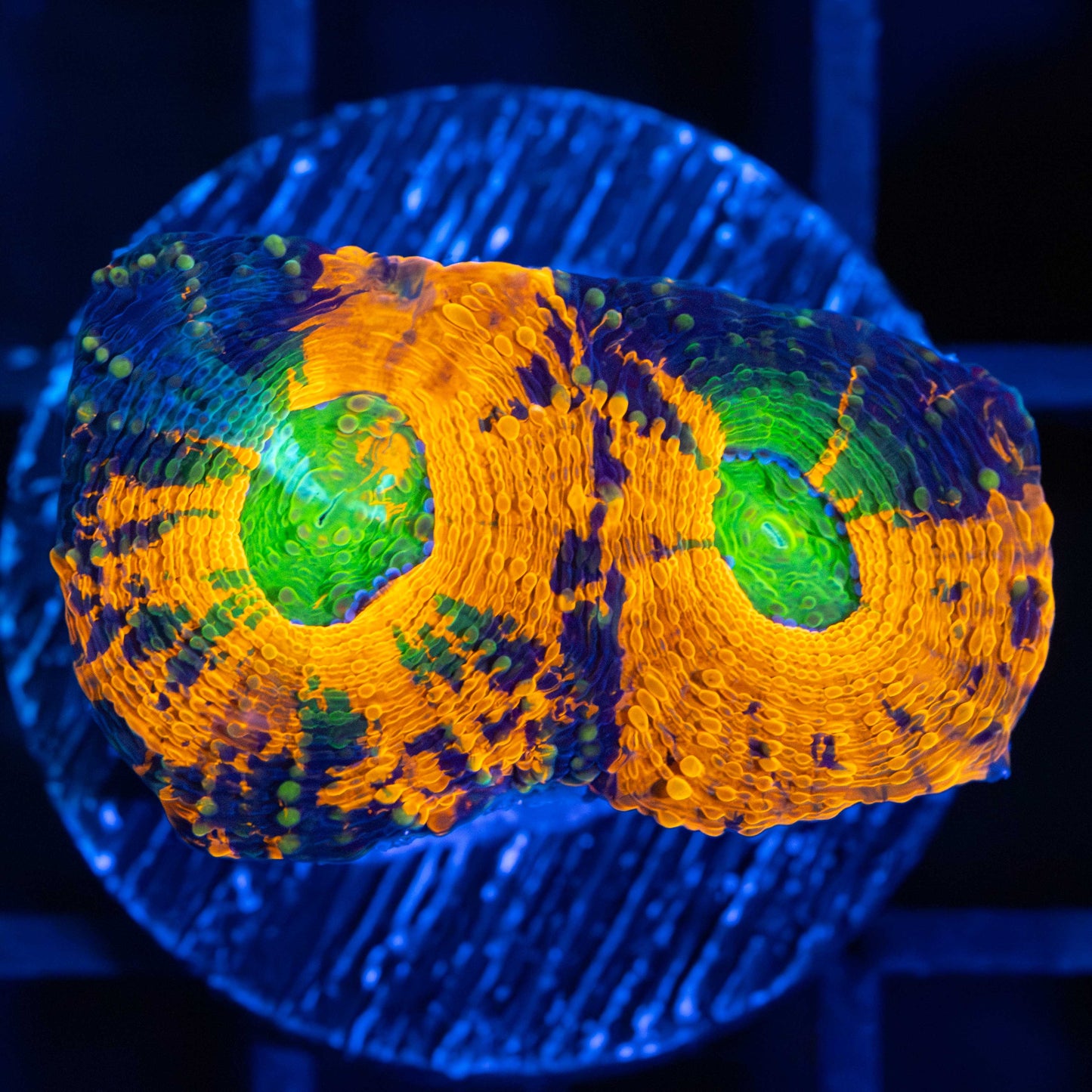 Acan echinata