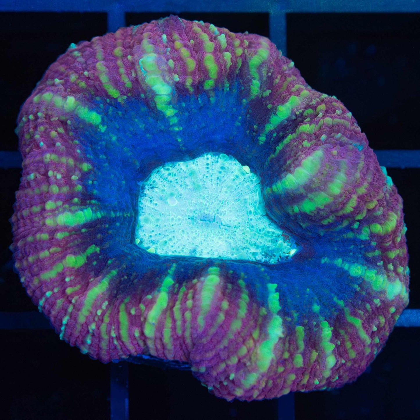 Acan Maxima (Micromussa Pacifica)