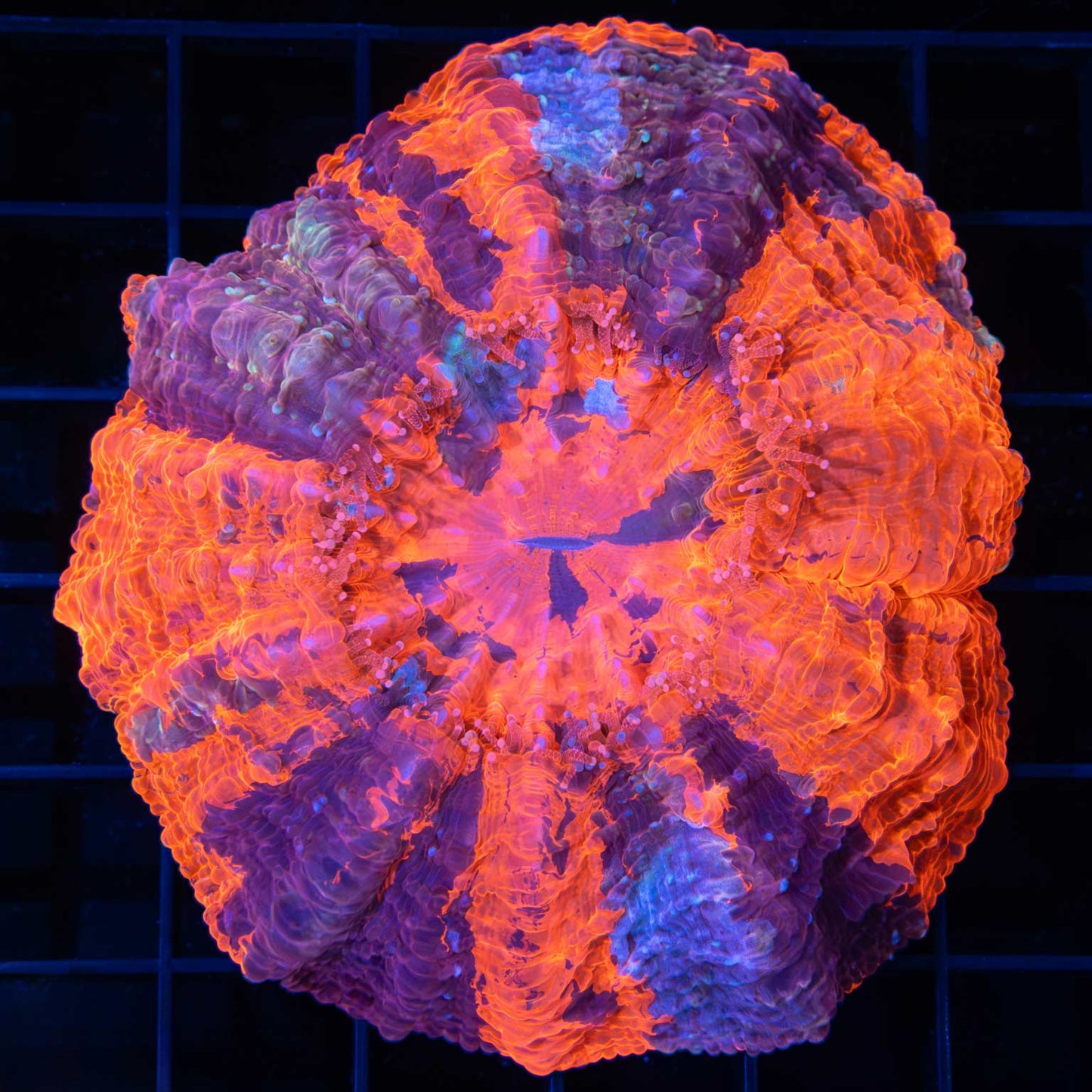 Bright 4 Color Acanthophyllia 3.5"