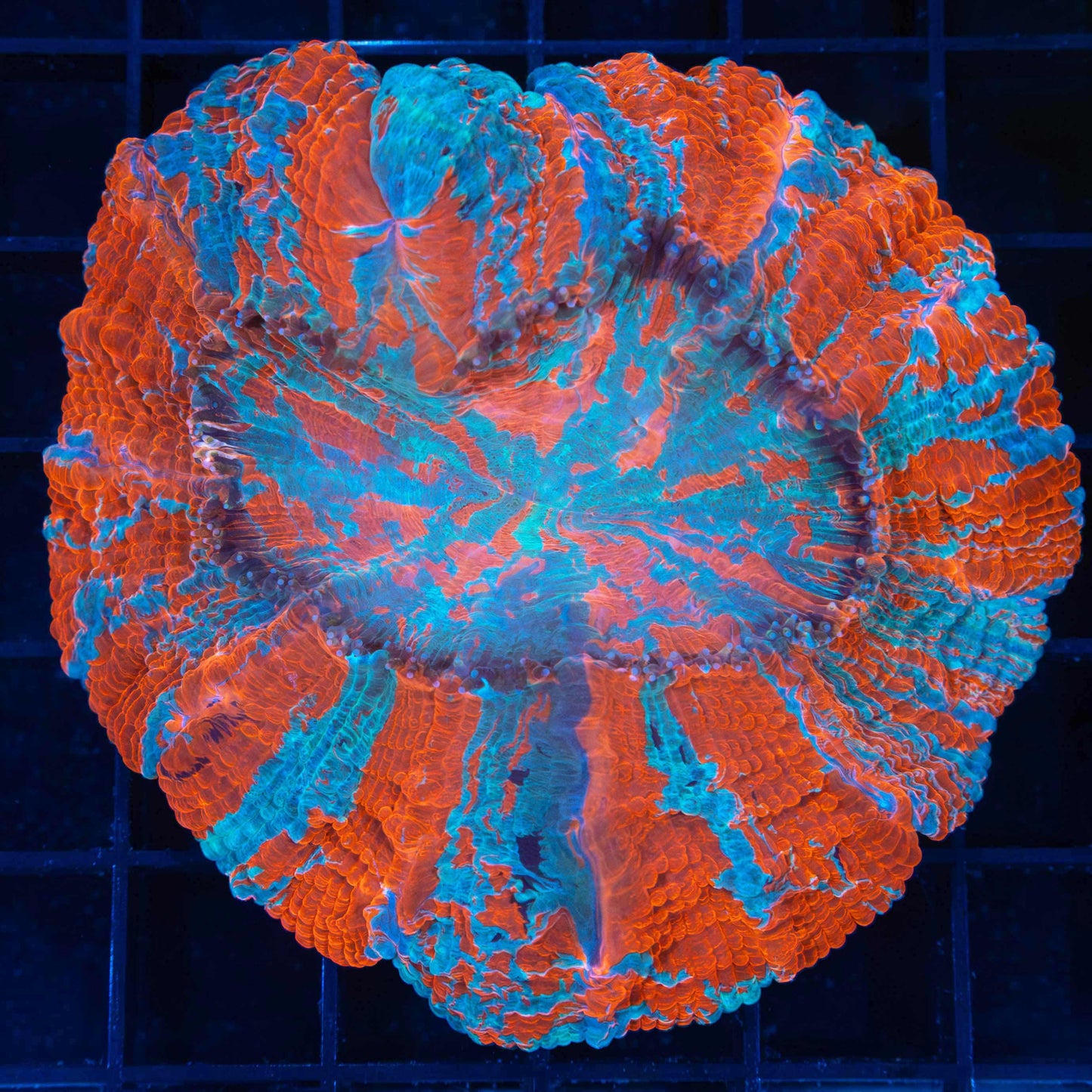 Acanthophyllia (Old damage visible when closed)