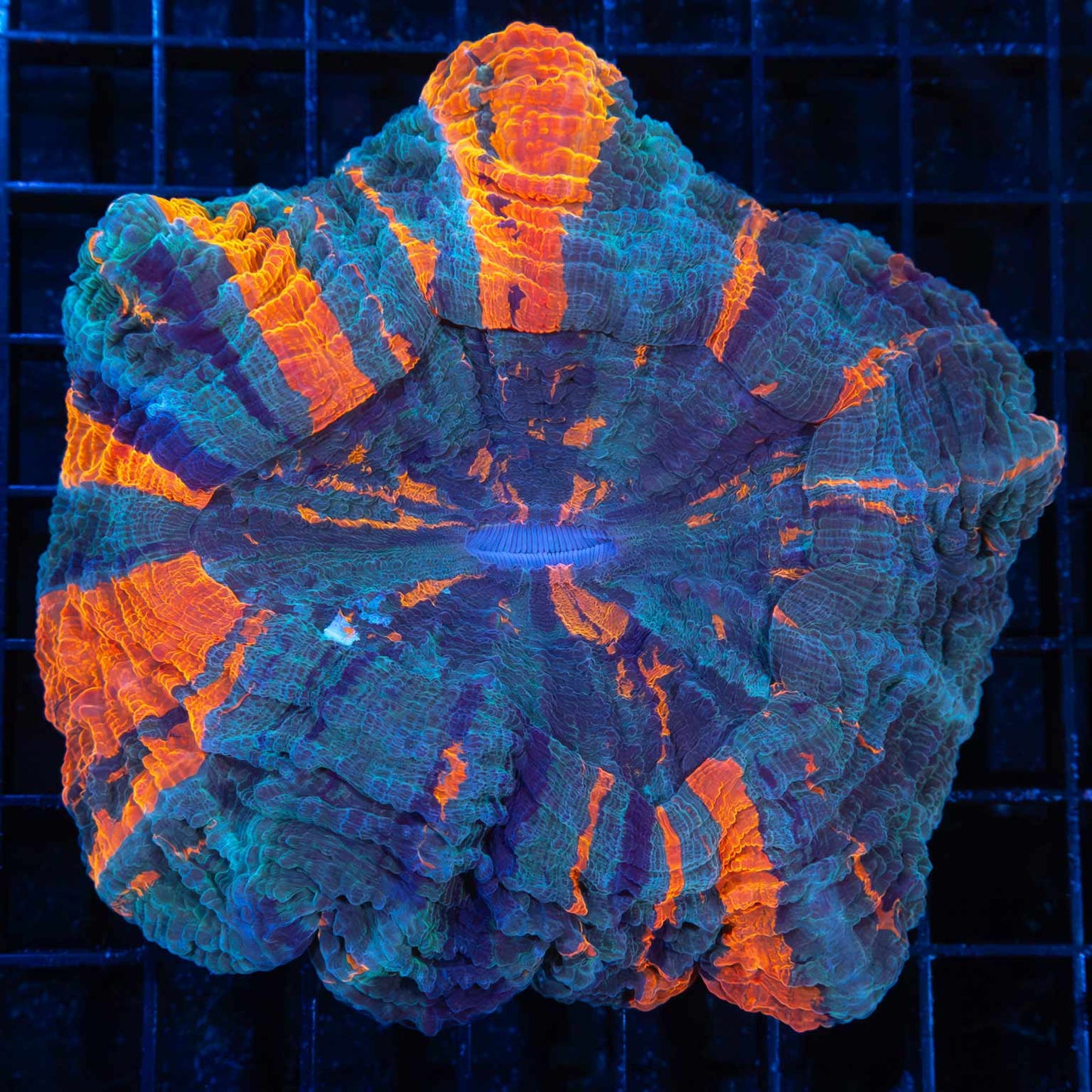 Rainbow Acanthophyllia 4.5”