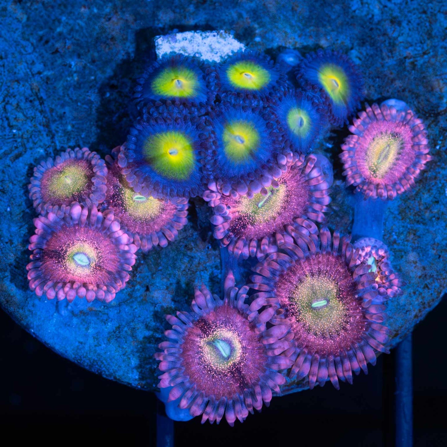 AIO / PB Bunny Zoa Combo Colony