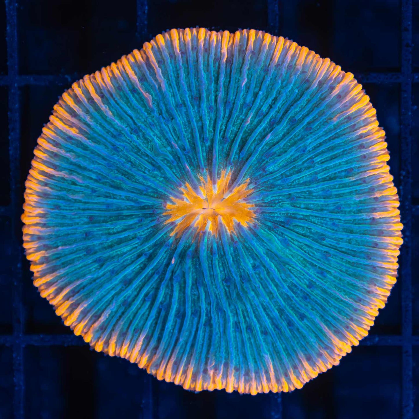 Aquaman Plate Coral 2"