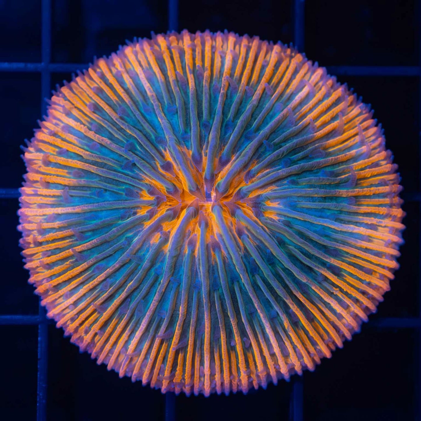 Aquaman Plate Coral
