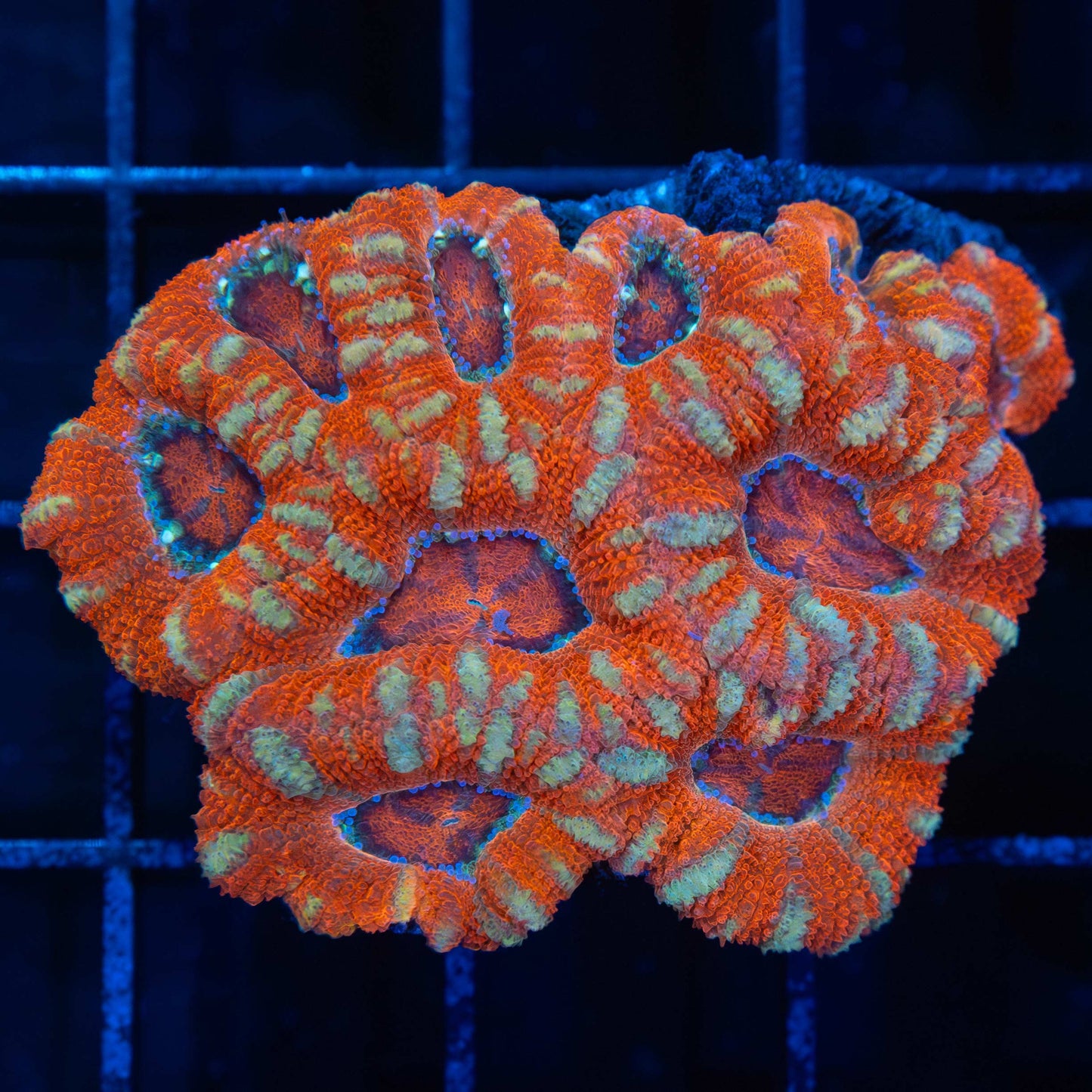 Asian Acan Coral Mini Colony
