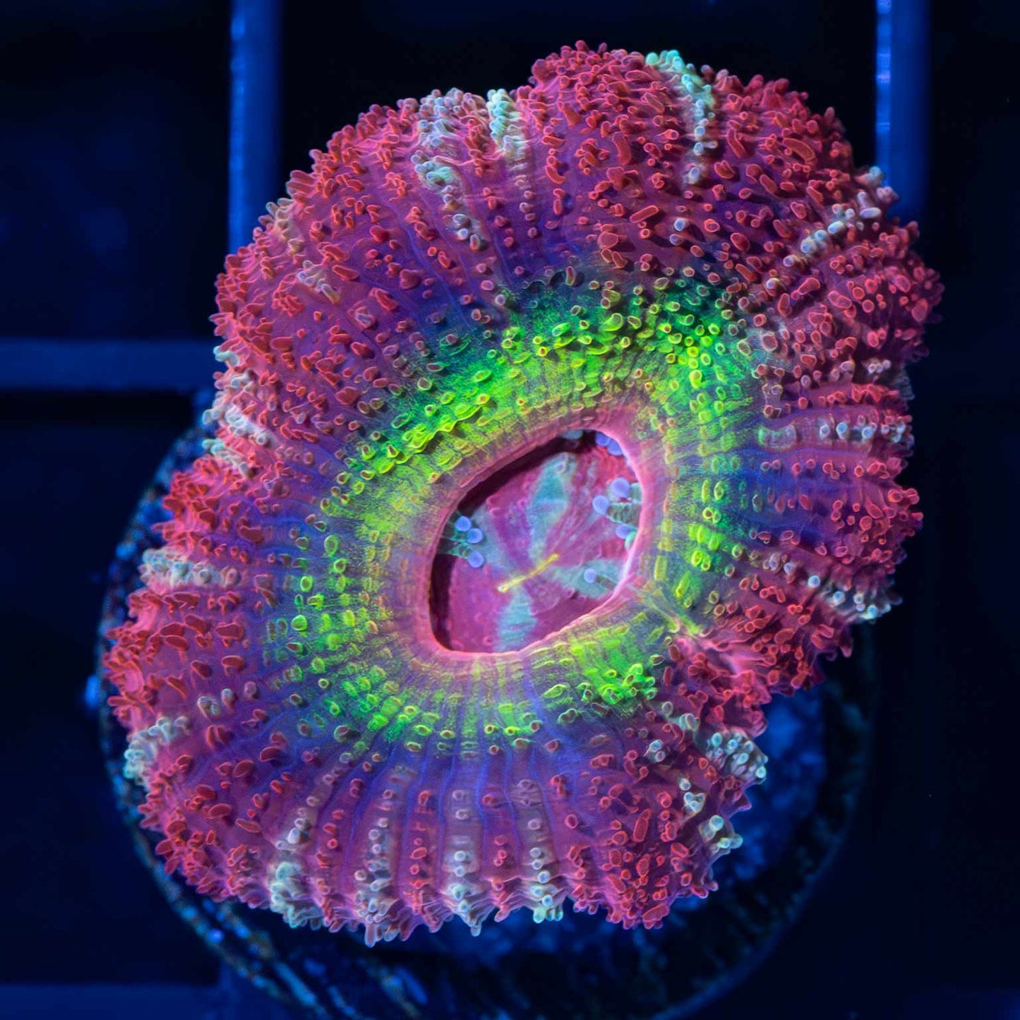 Rainbow Asian Acan