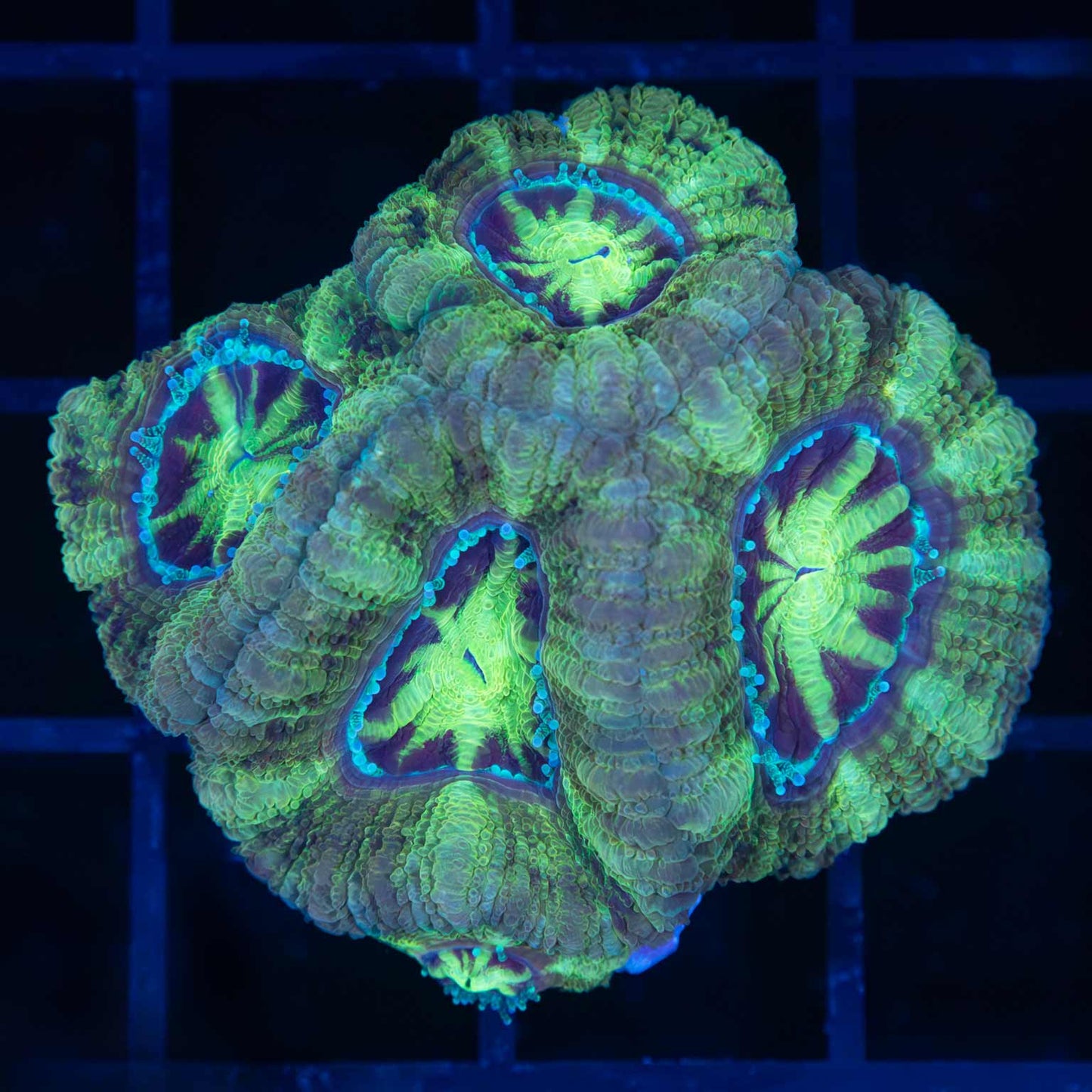 Joker Asian Acan