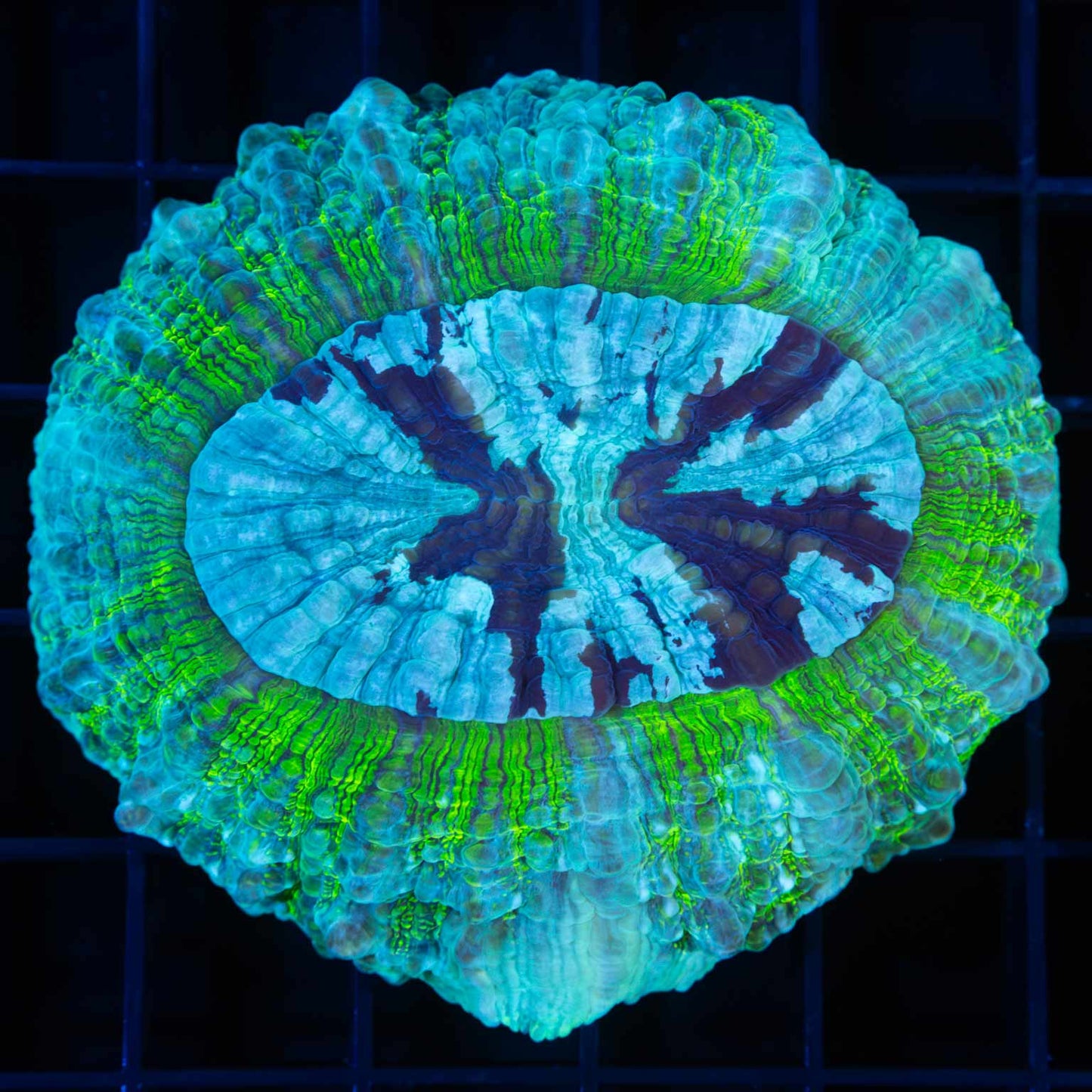 Green Shimmer Acanthophyllia 3"