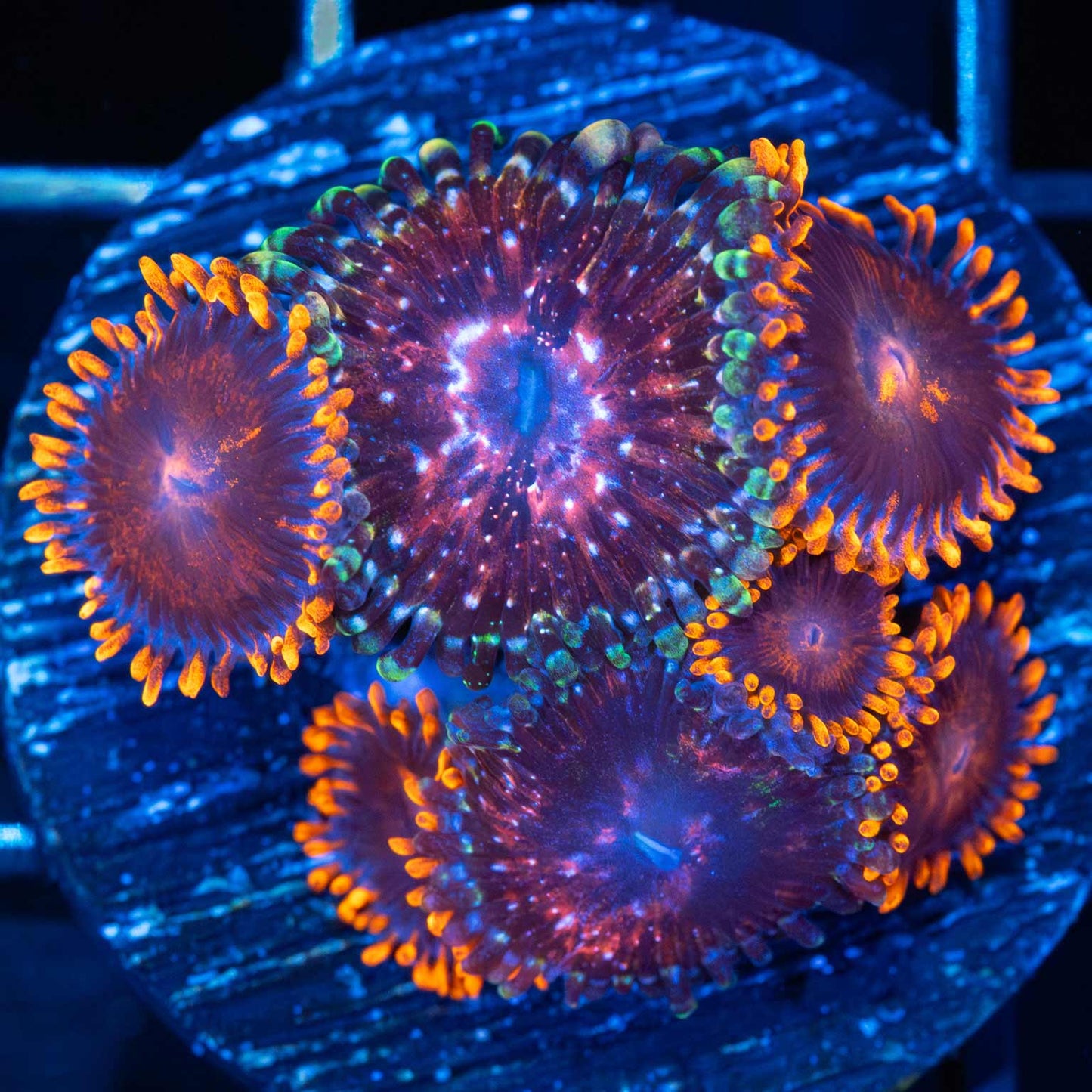Space Chaos / Bam Bam Zoa Combo (7+ polyps)