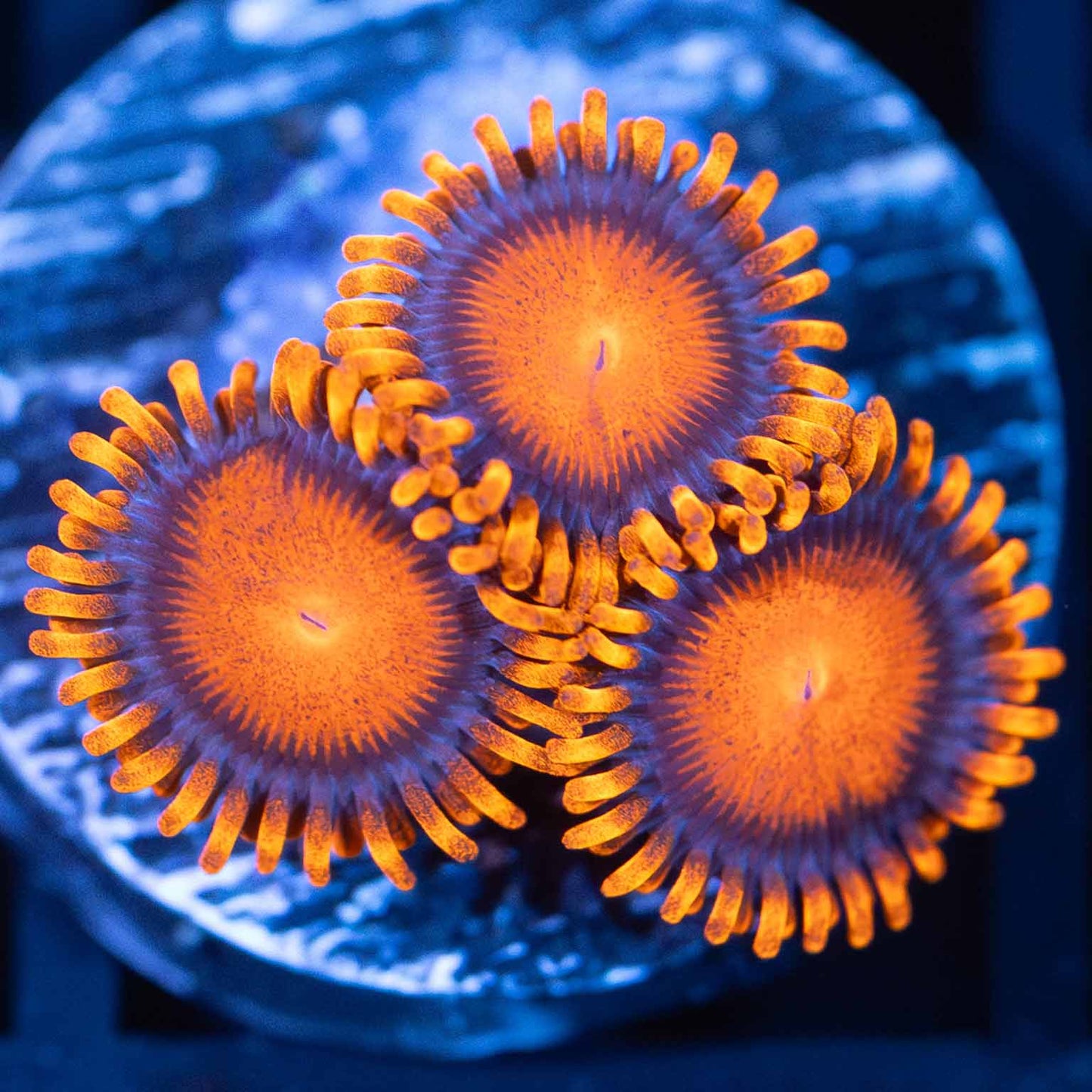 Bam Bam Zoas (3 polyps)