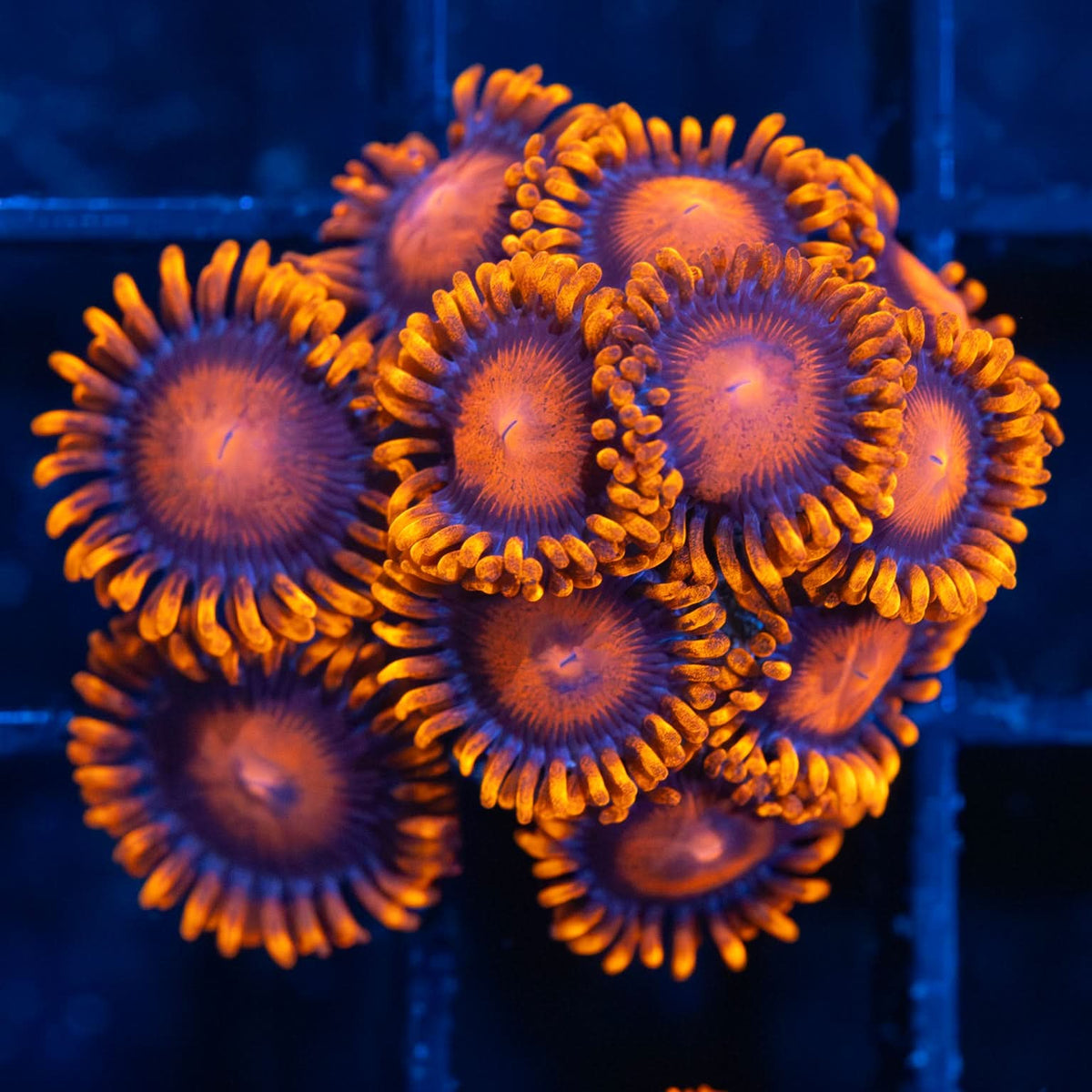 Bam Bam Zoa Colony