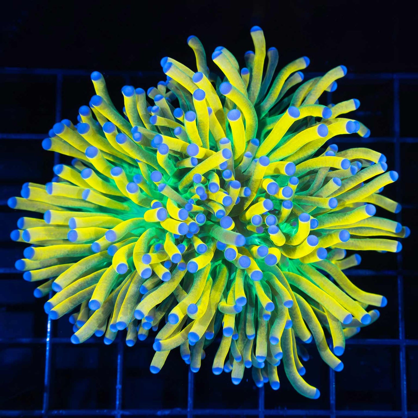 Large Ultimate Banana Torch Coral (3 way split)
