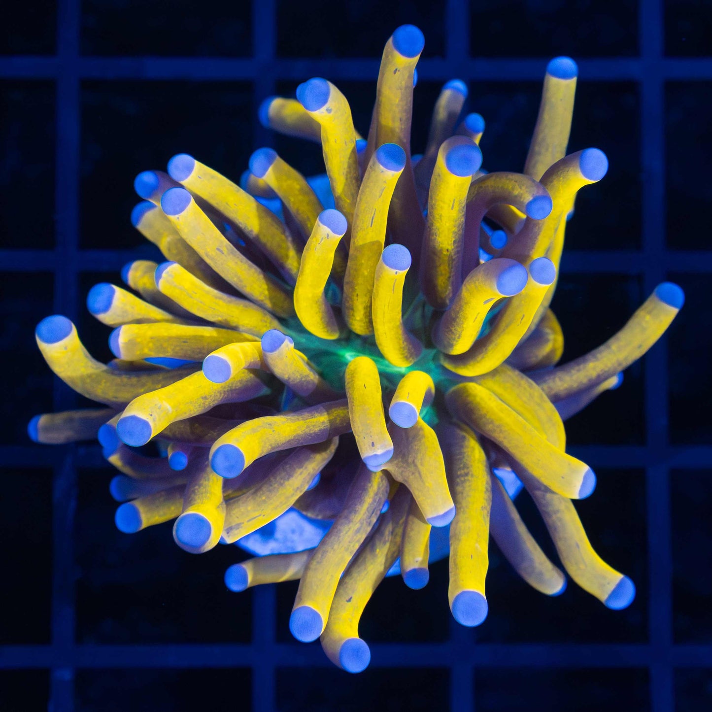 Banana Torch Coral