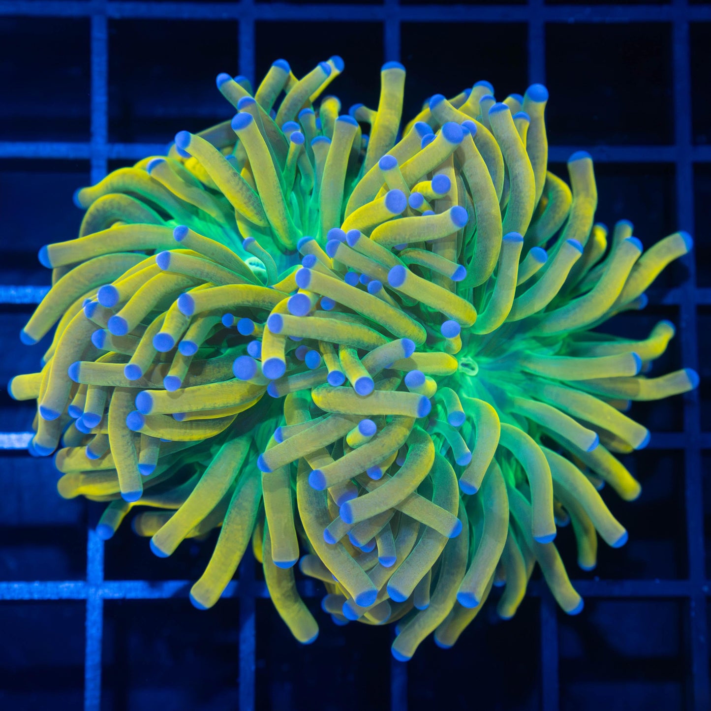 Blue Tip Banana Torch Coral (Splitting 3 Ways)
