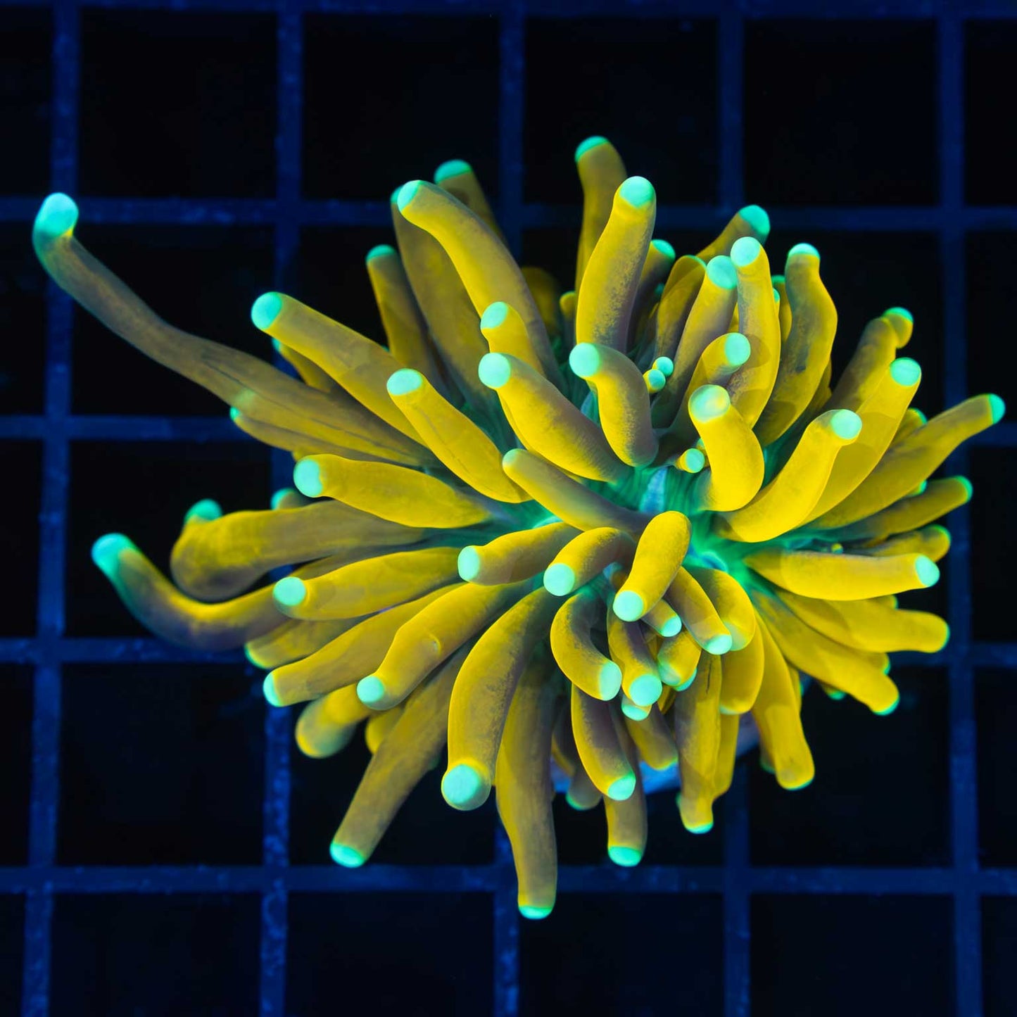 Teal Tip Banana Torch Coral