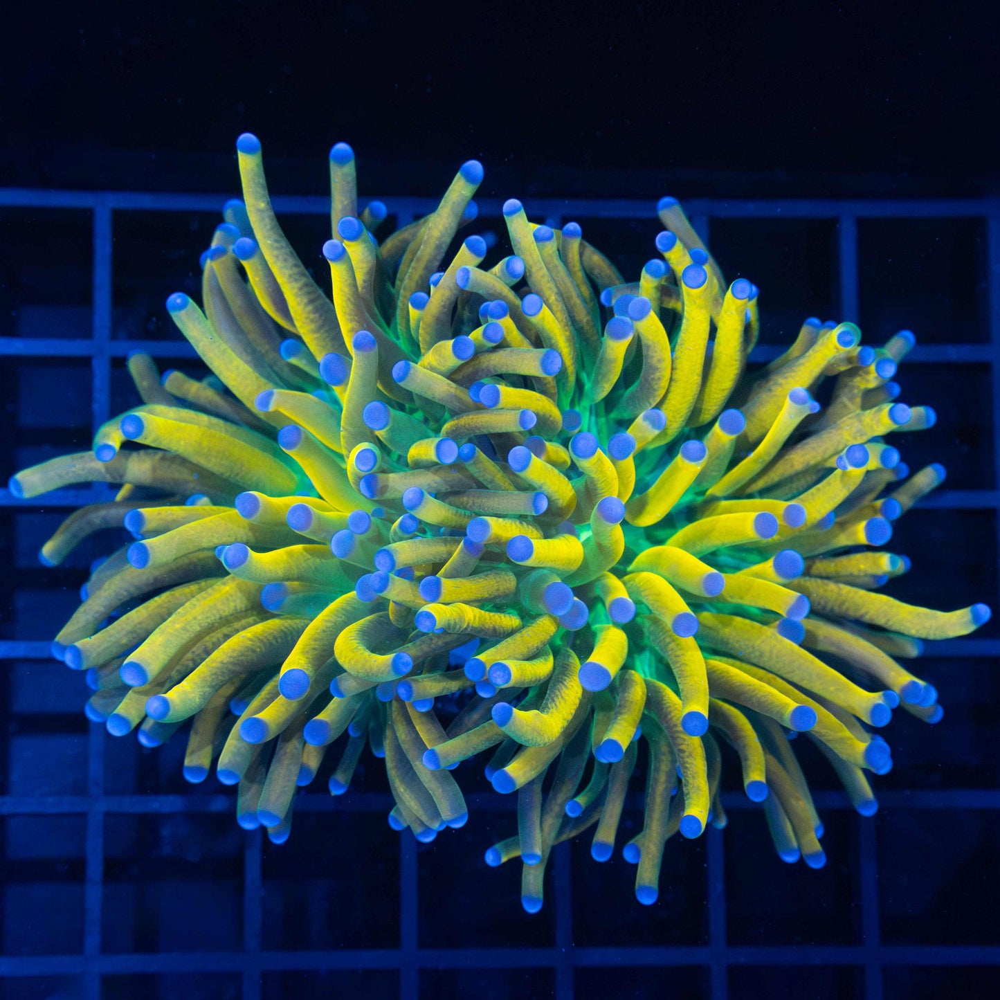 Ultimate Banana Torch Coral (Almost 2 heads)