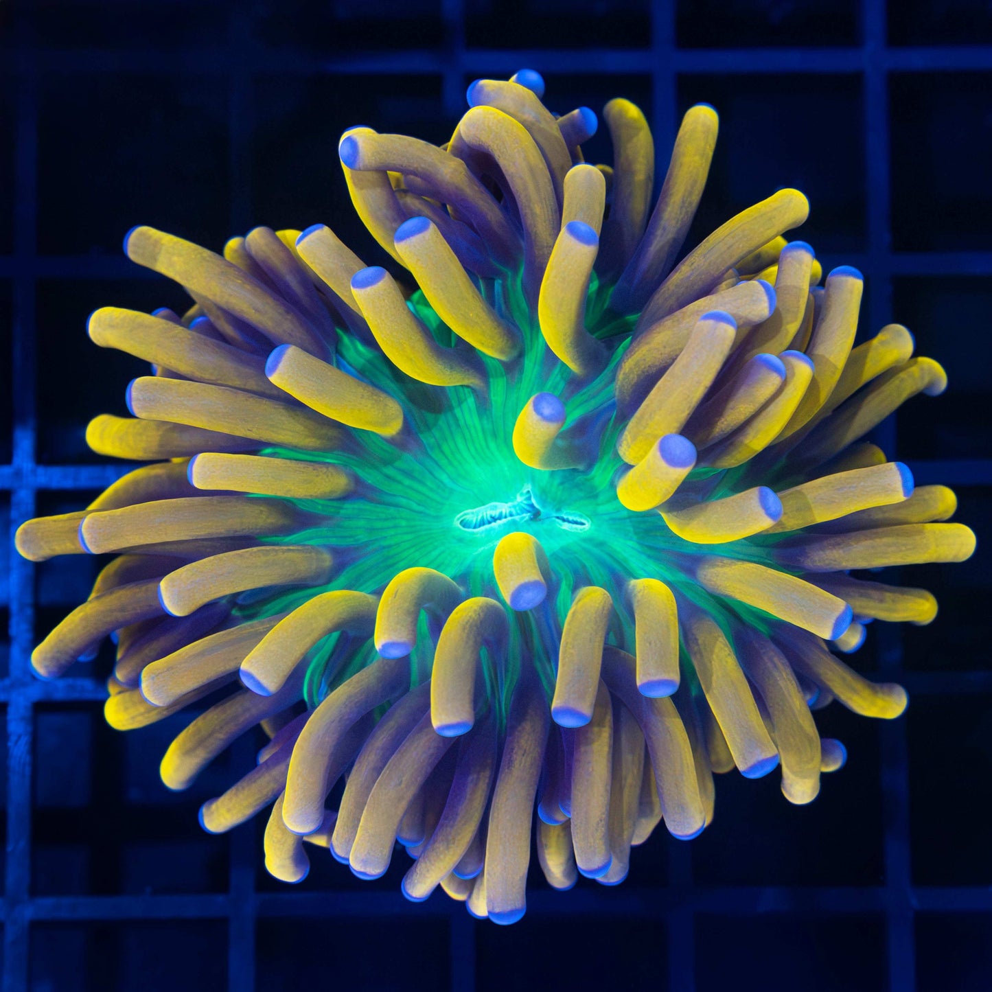 Large Ultimate Banana Torch Coral