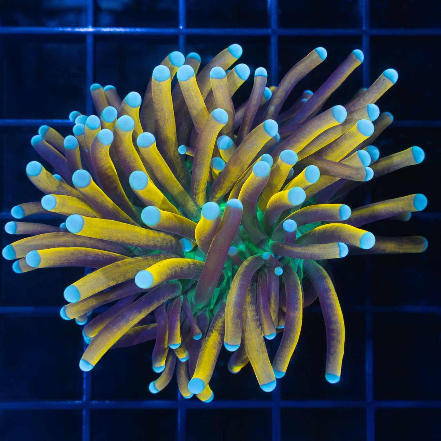 Banana torch coral