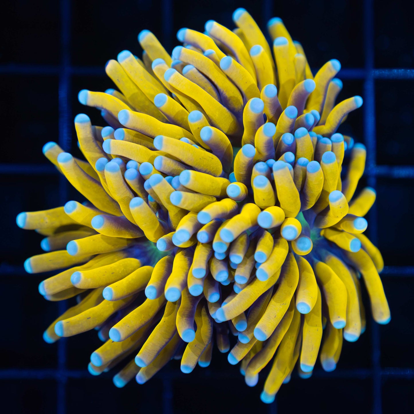 Splitting Head Banana Torch