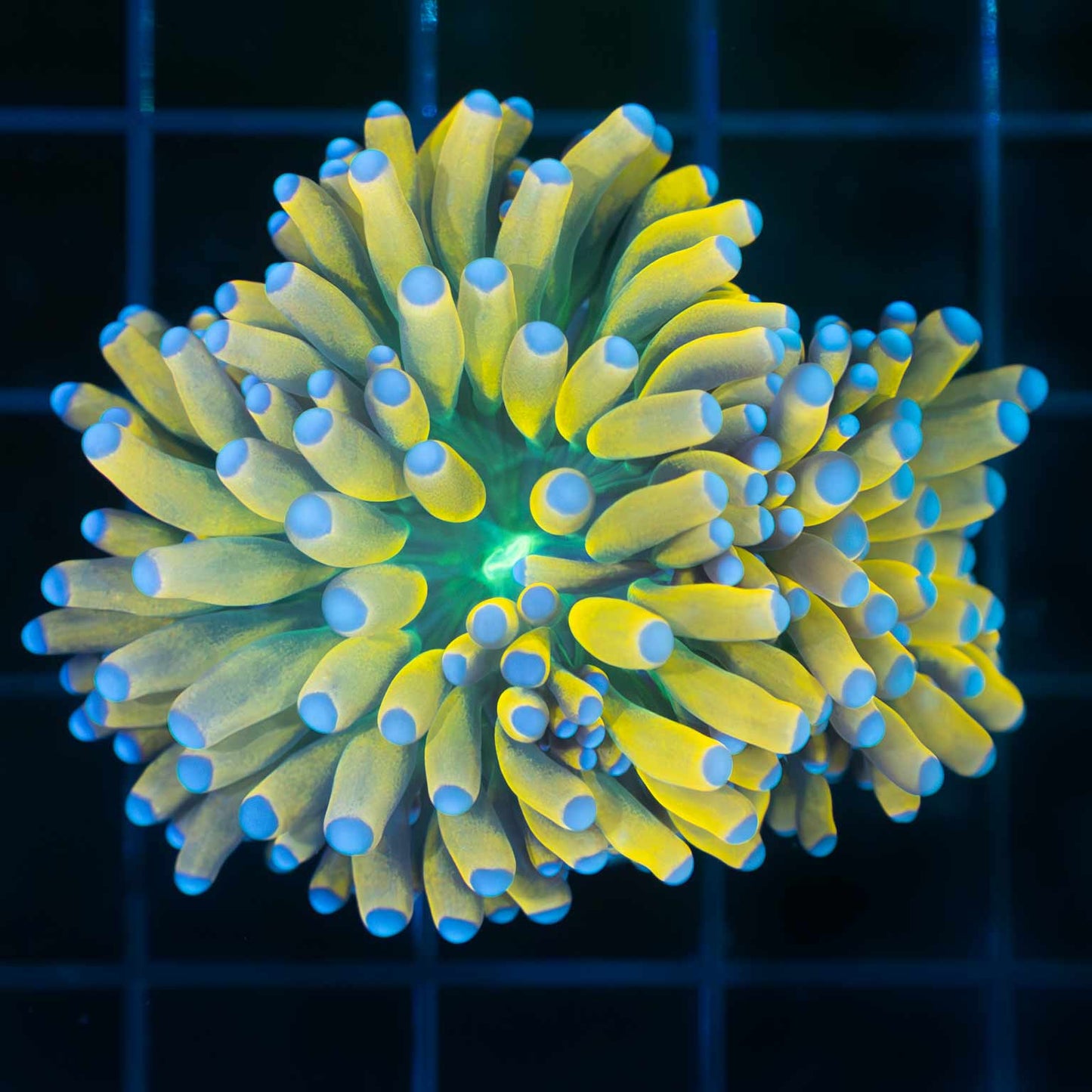 banana Torch Coral