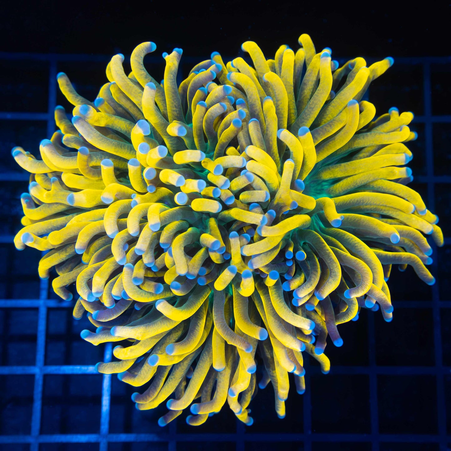 XL 2.5 Head Banana Torch Colony (Nice!)