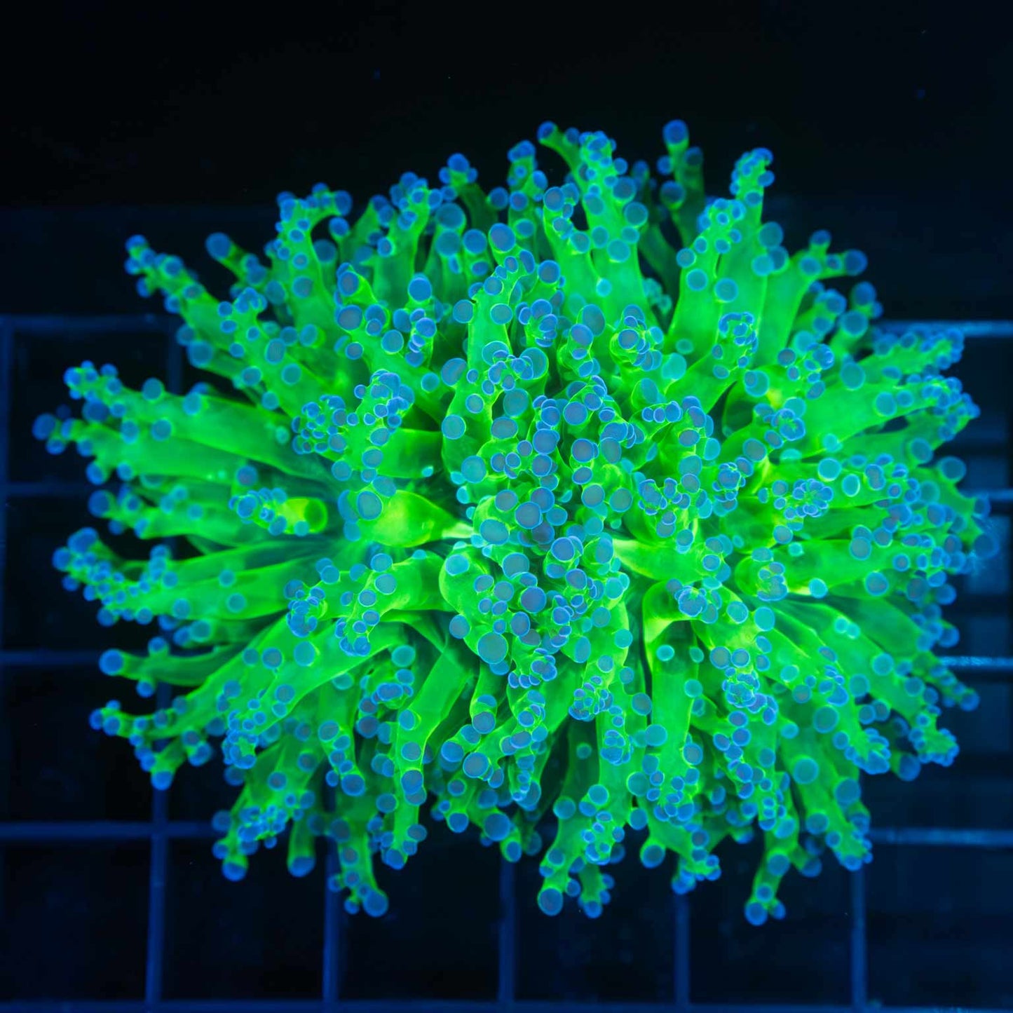 2 Heads Blue Green Frogspawn Coral