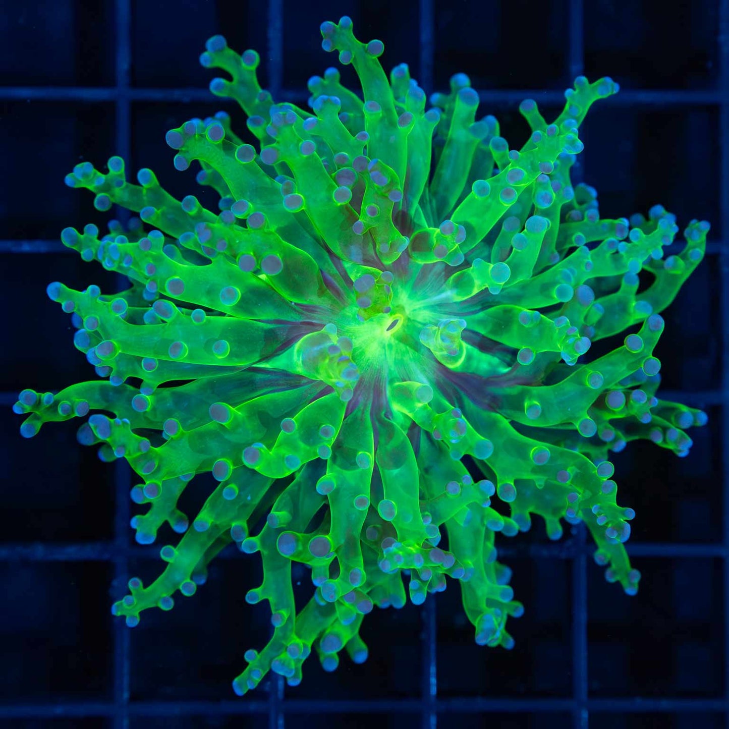 Blue Green Frogspawn Frogspawn (Branching)
