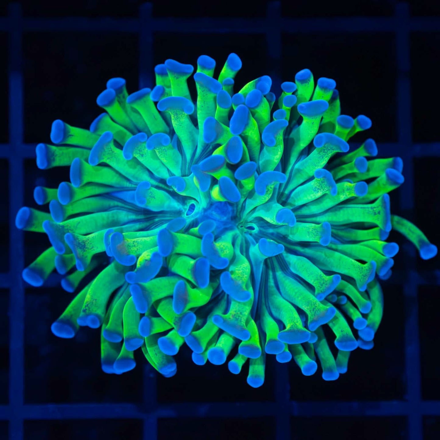 Bicolor Branching Hammer Coral