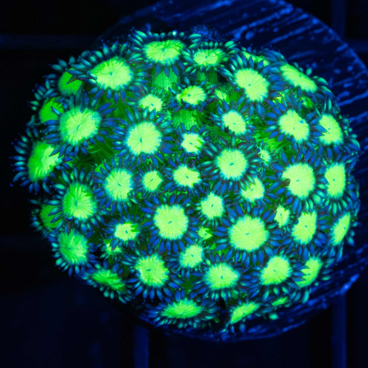Neon Bicolor Goniopora