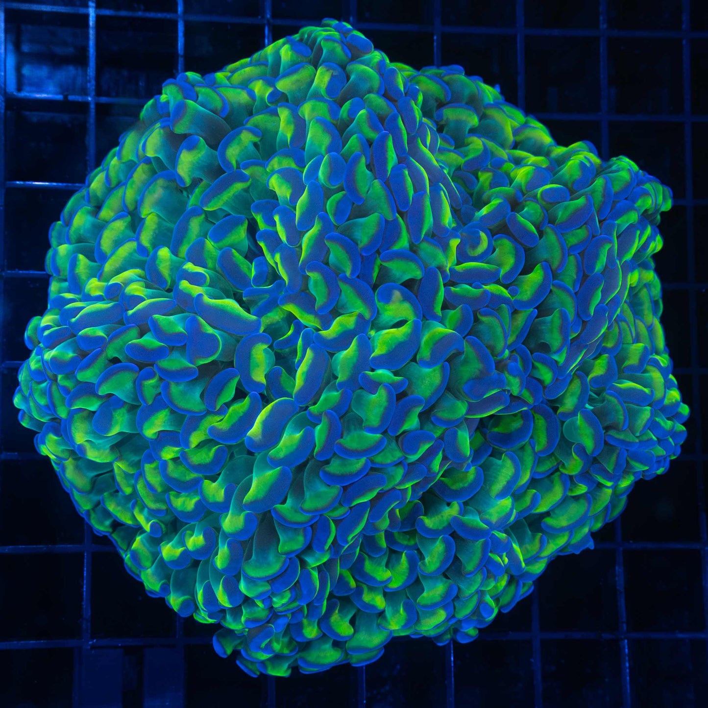 Bicolor hammer coral 5"
