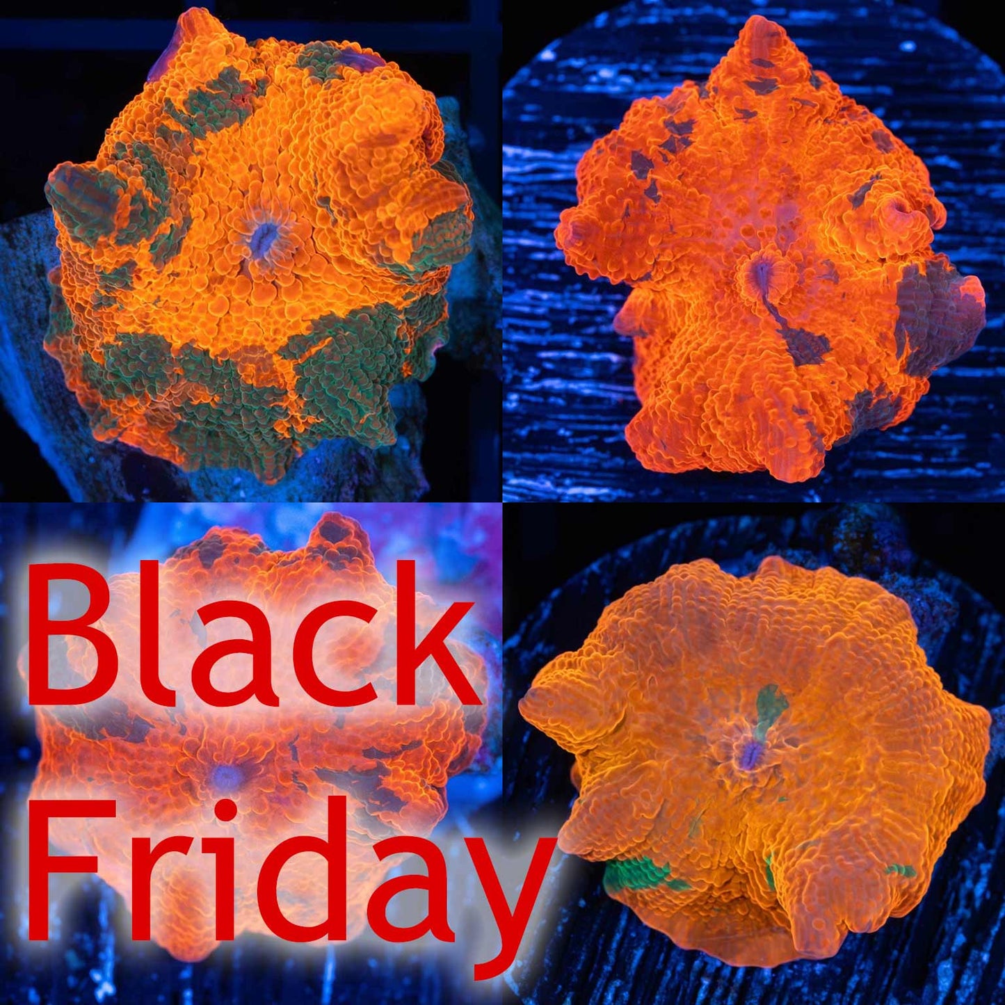 Candy Crush Mushroom Coral (Almost WYSIWYG)