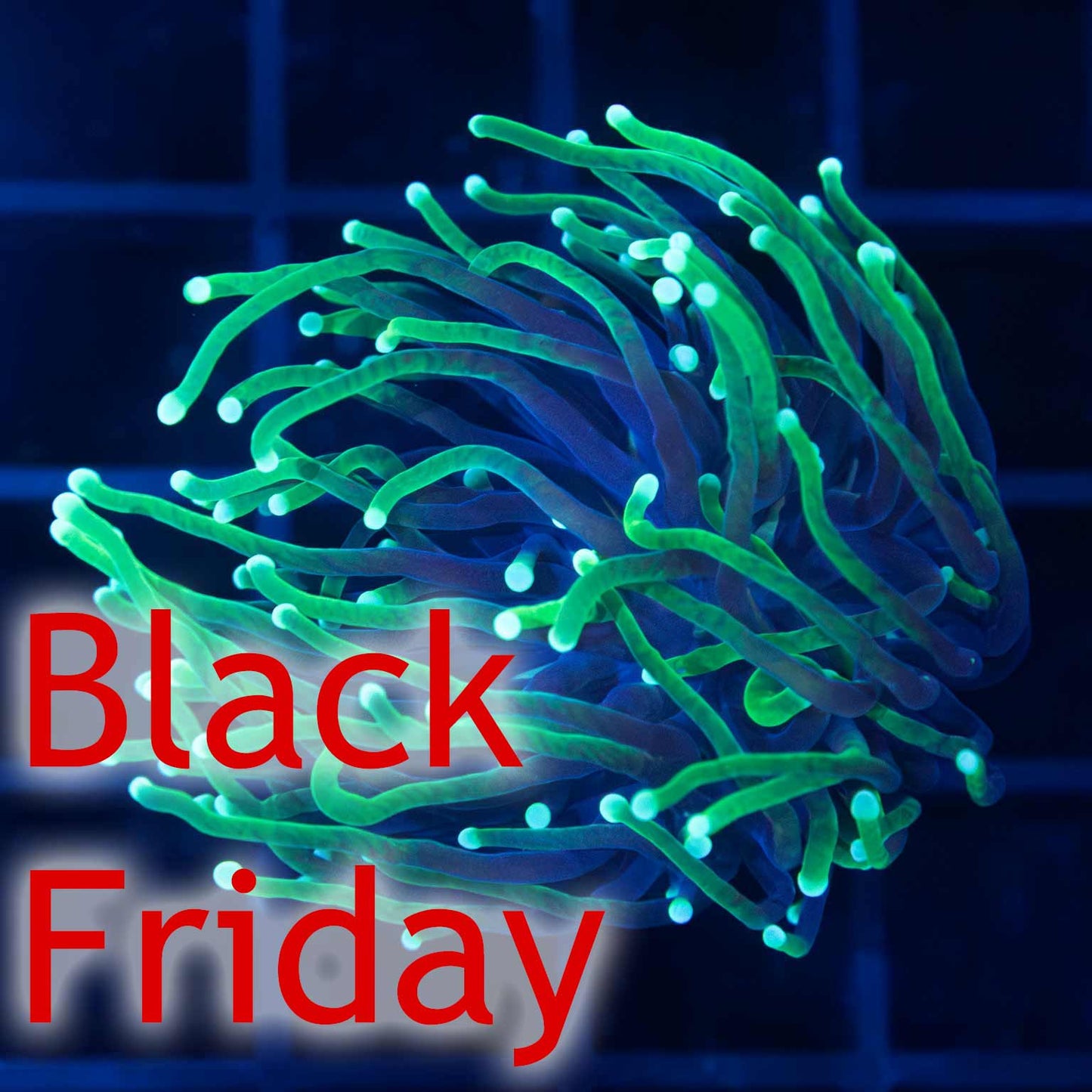 Reaper Torch Coral (Almost WYSIWYG)