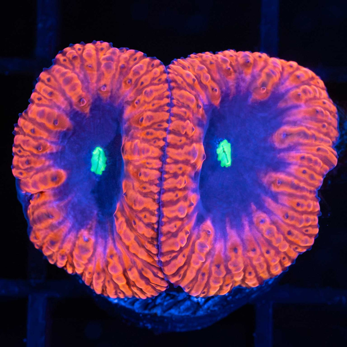 Black Hole Blastomussa