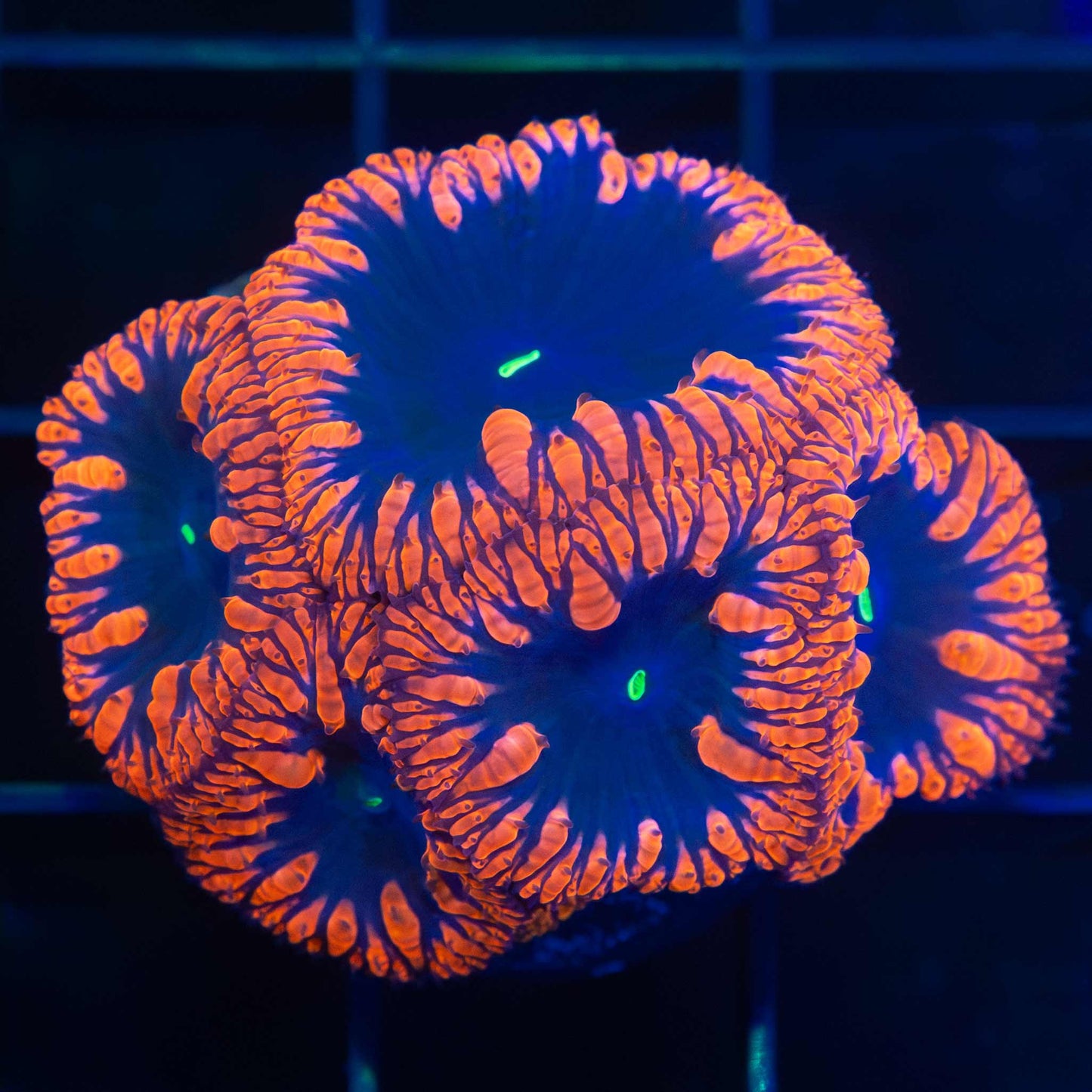 Black Hole Blastomussa