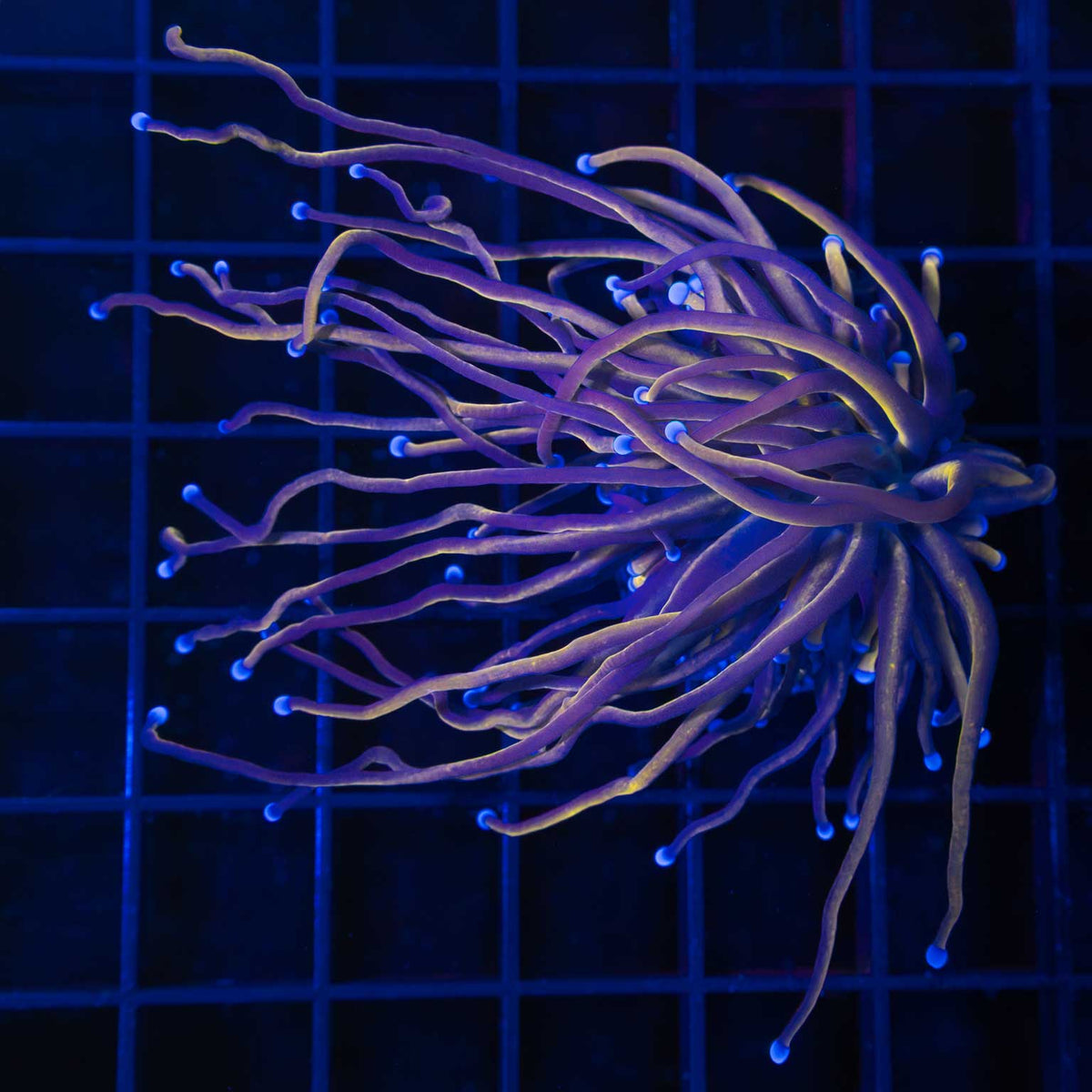 Black Panther Torch Coral