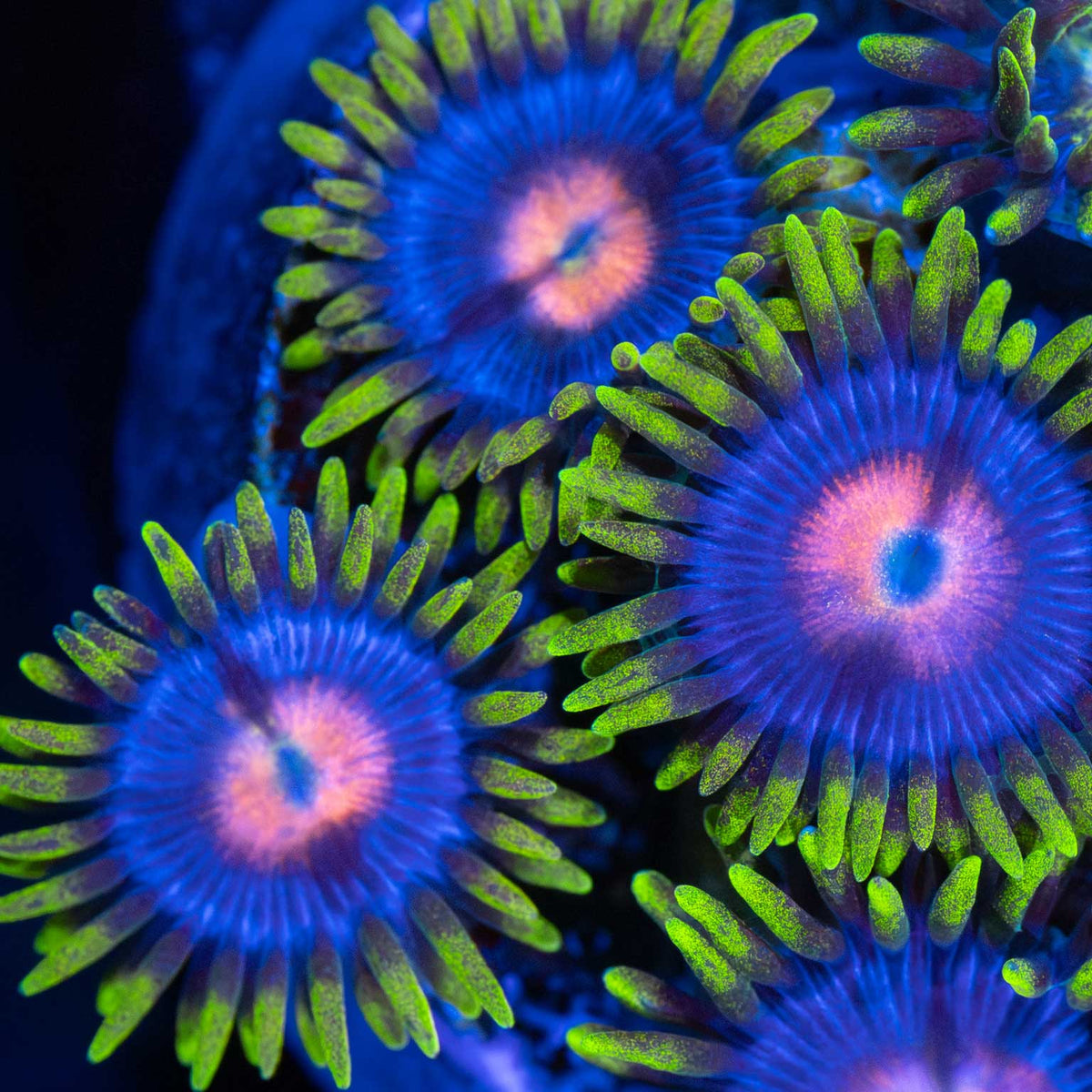 Blowpop Zoa Colony blue light photograph