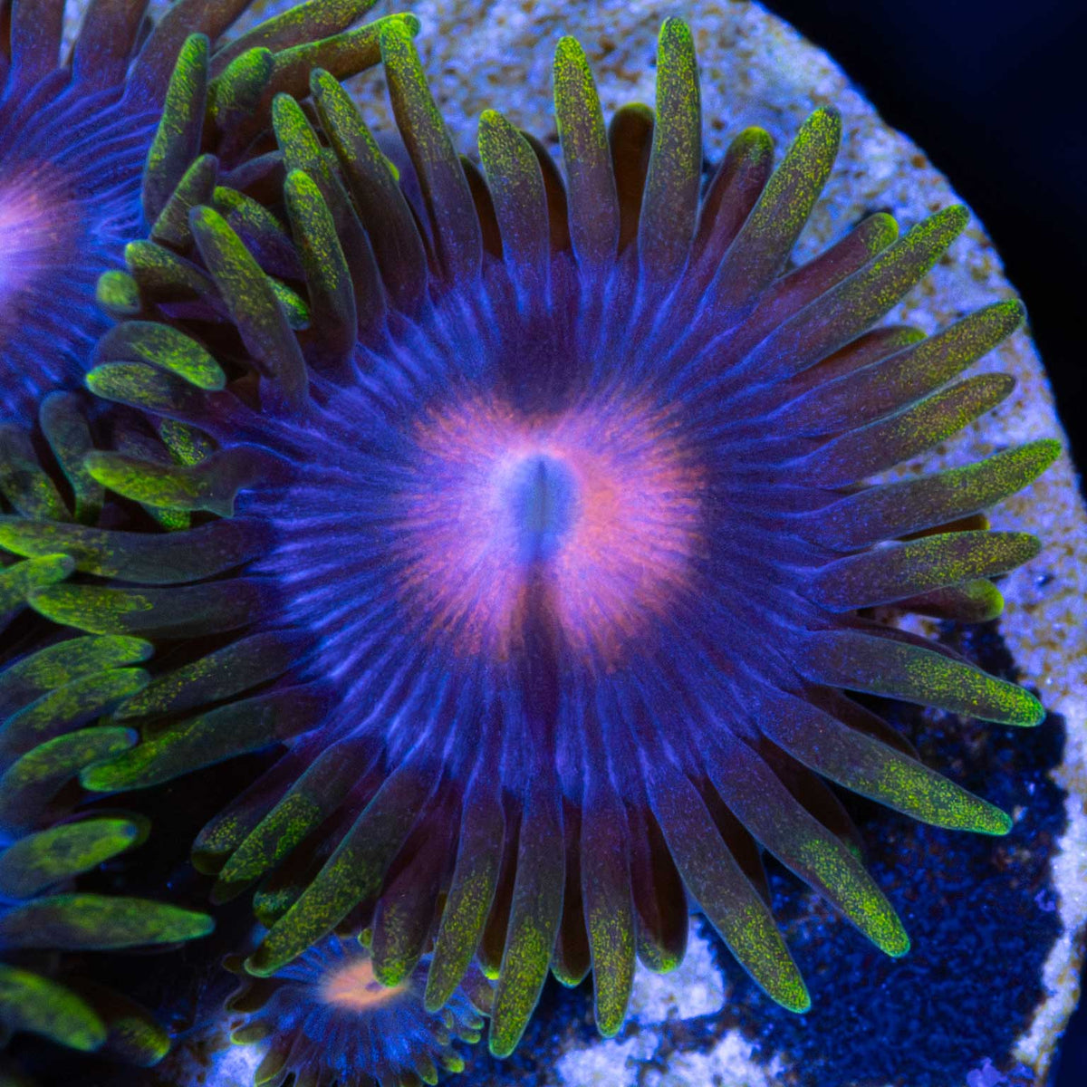 Blowpop zoa white light photograph