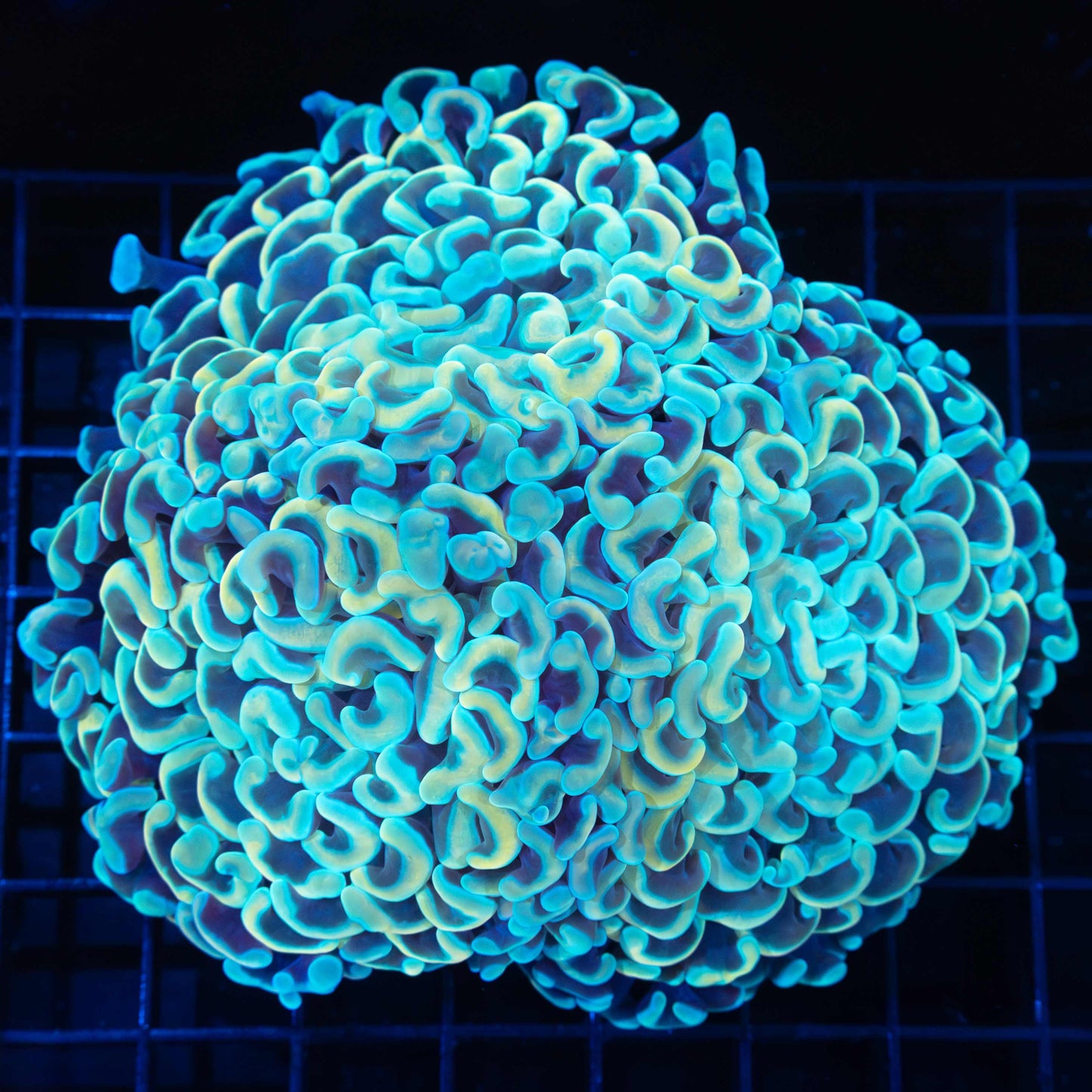 Blue Gold Branch Hammer 4.5" (3 Big Heads)