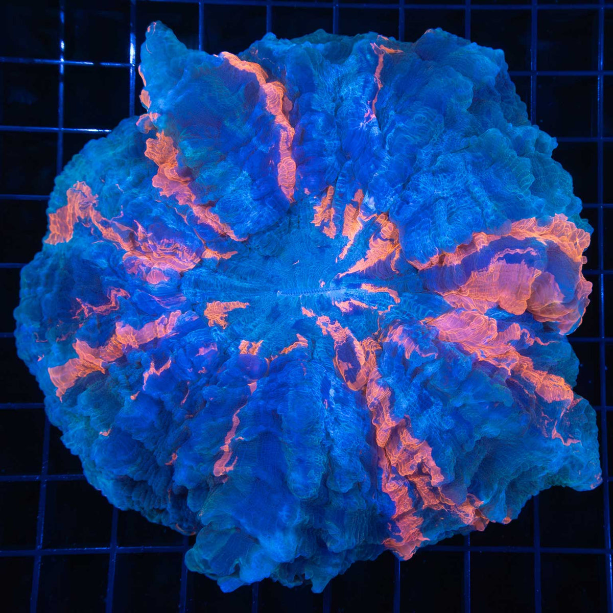 XL Blue Acanthophyllia
