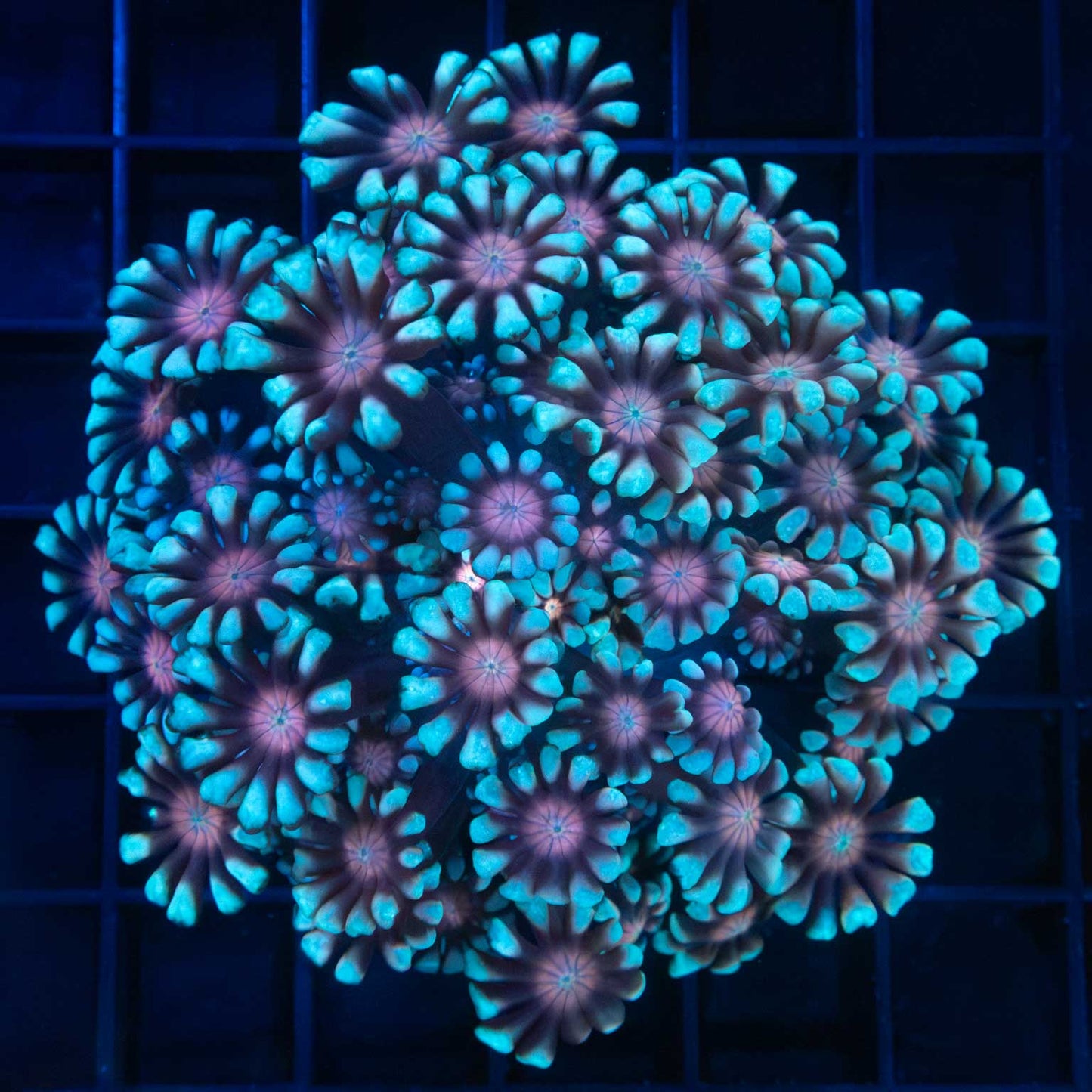 Fire and Ice Alveopora Colony 3.75"