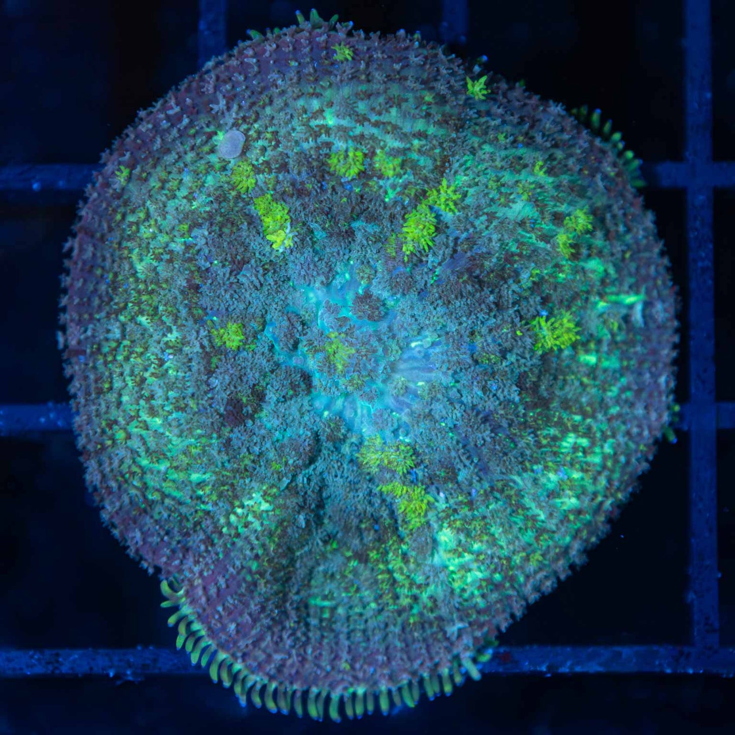 Large Indo Bounce Mushroom